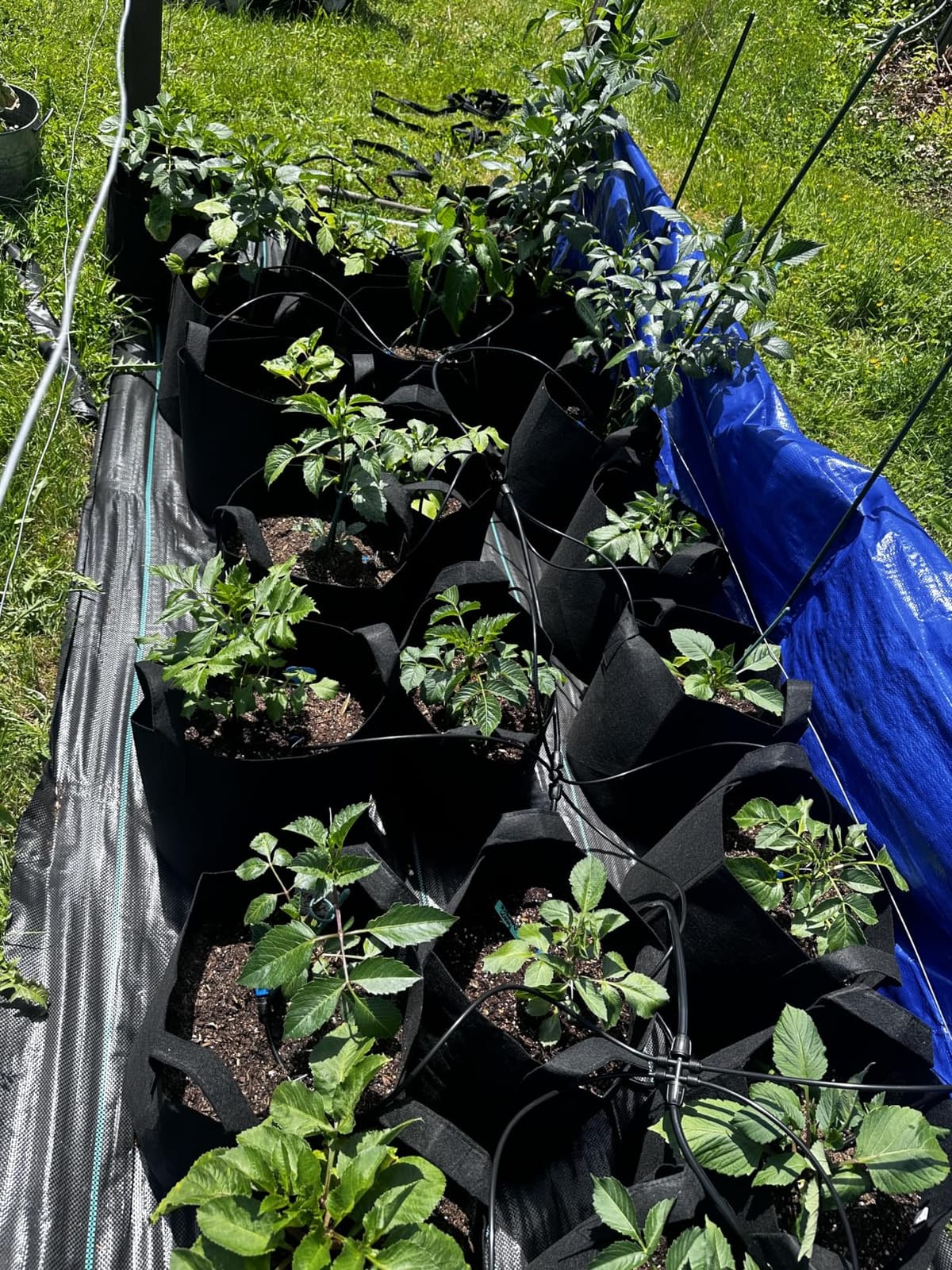 Bonviee 230FT Drip Irrigation System, 33FT 5/16