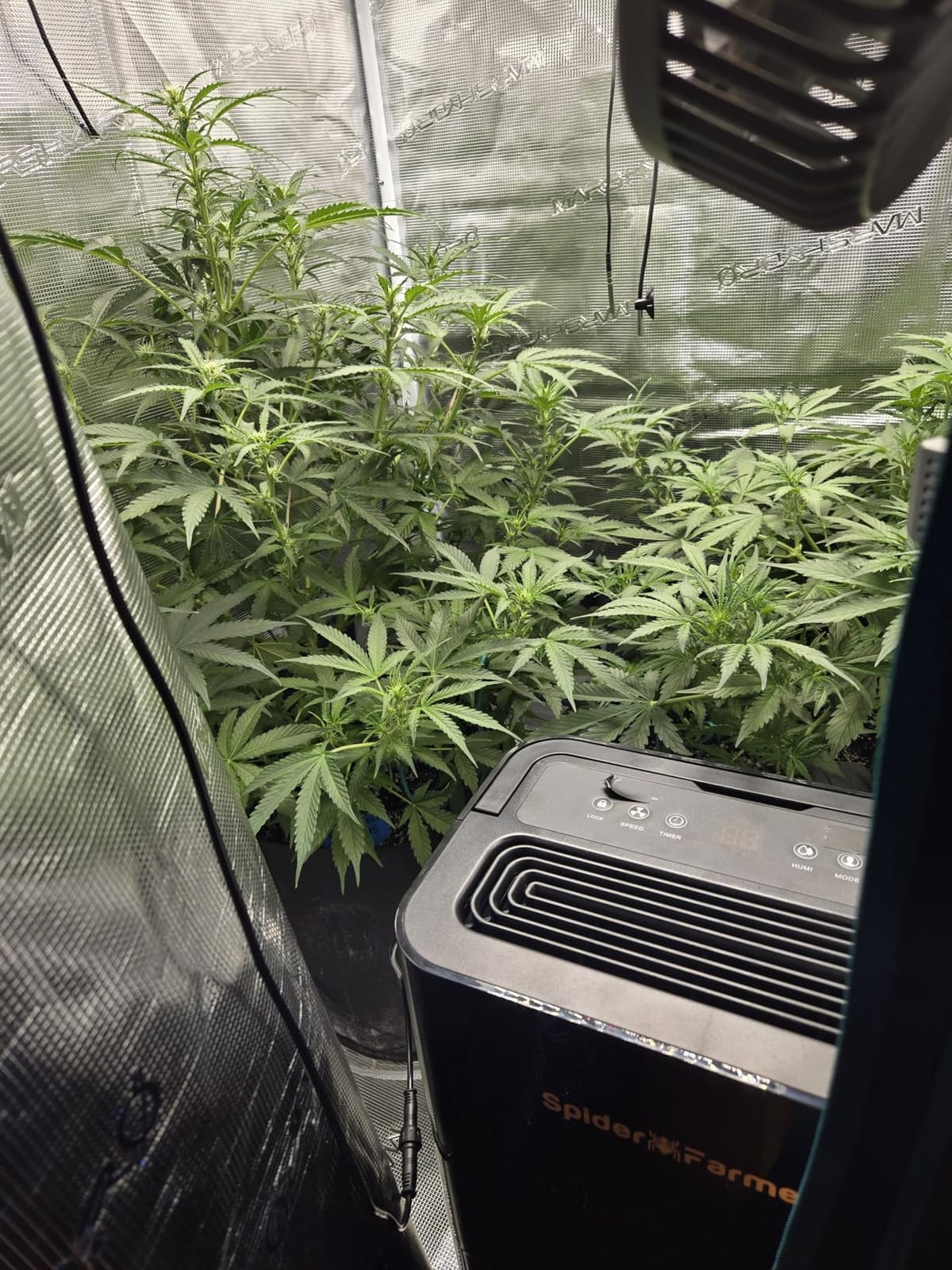SPIDER FARMER 32 Pints Plant Dehumidifier for Grow Tent,Humidity Control | Compressor Entfeuchter with Drain Hose,Temperature & Humidity Sensor,24H Timer Function, App Control customer photo 1