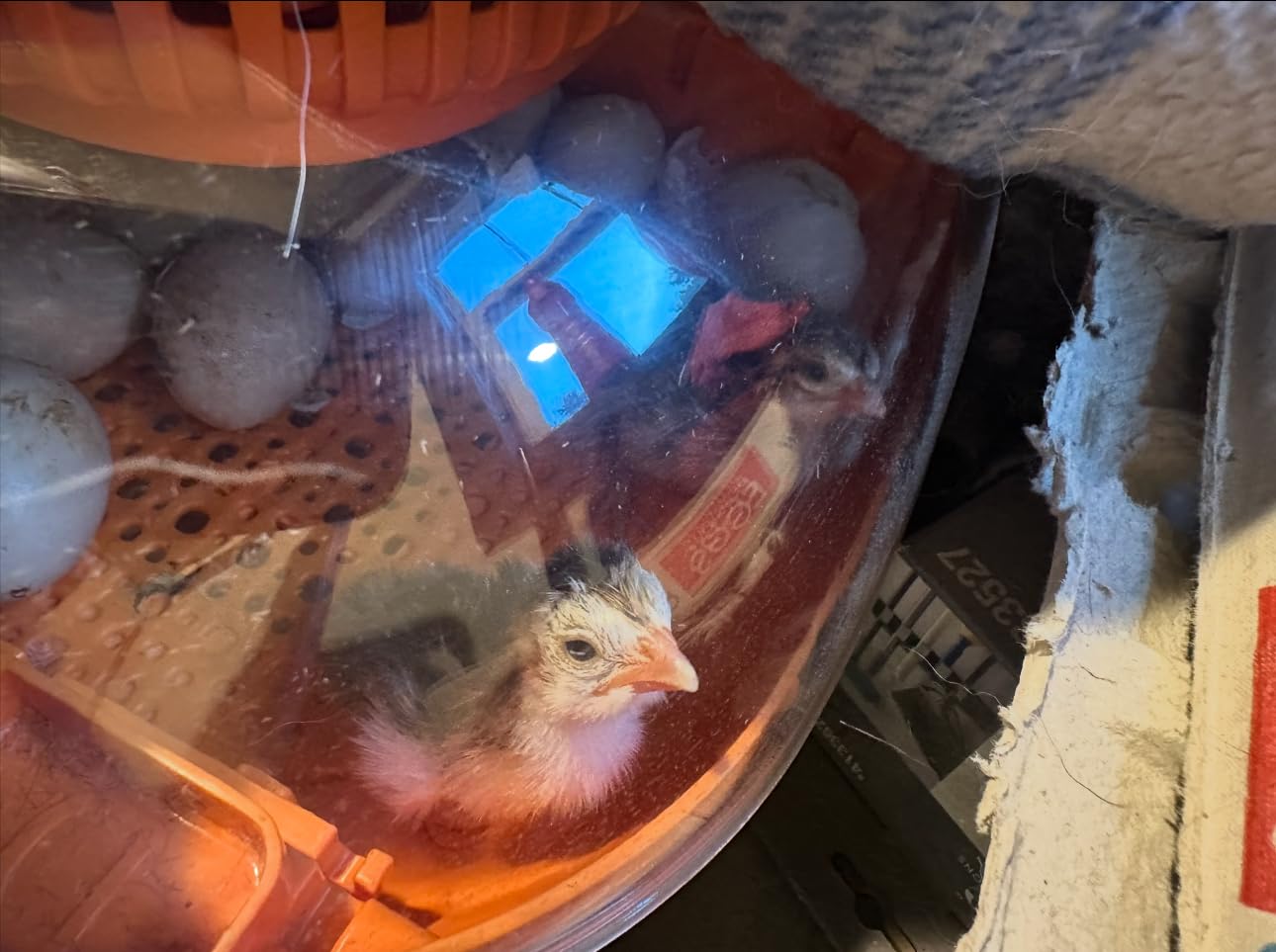 Chickcozy 25 Egg Incubator, Automatic Egg Turner with Thermometer Seat and Humidity Control, Egg Candler, 360° View with Clear Window, Incubators for Hatching Chicks (Sunlit Orange) customer photo 2