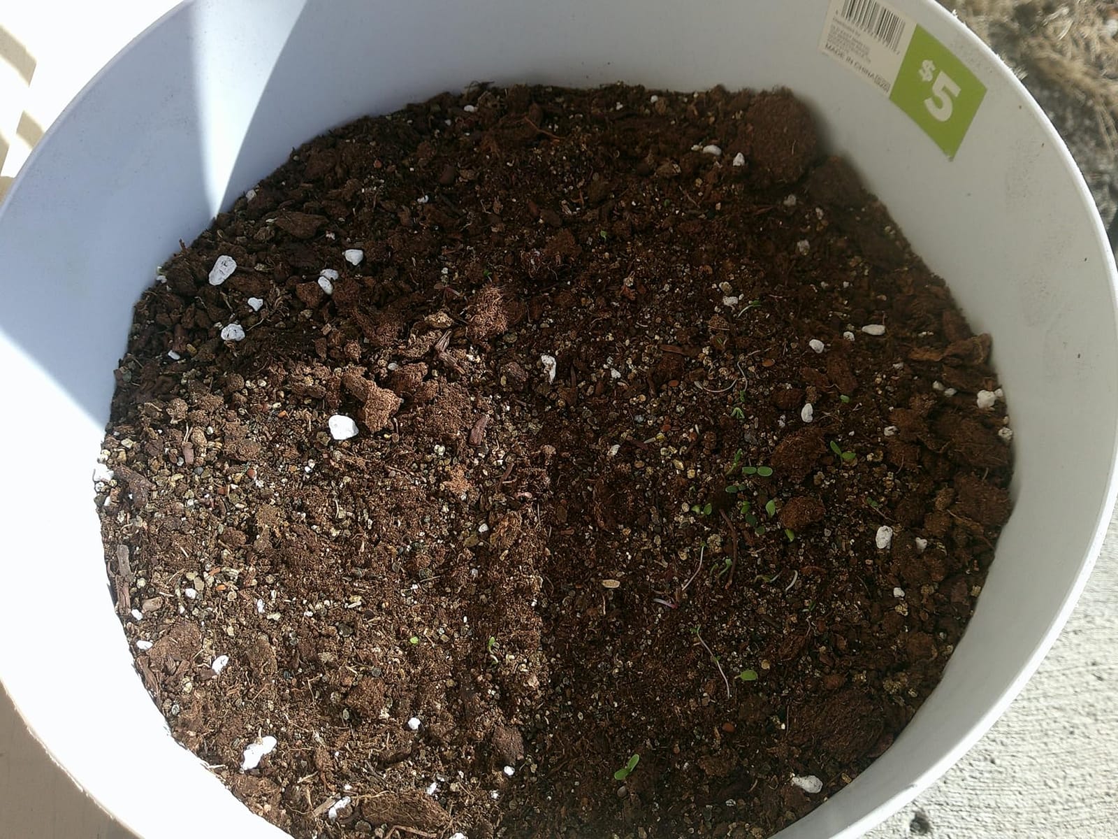 Back to The Roots Organic Seed Starting, Compressed Block expands to 12 Quarts, Made for Herbs, Veggies, Flowers customer photo 1