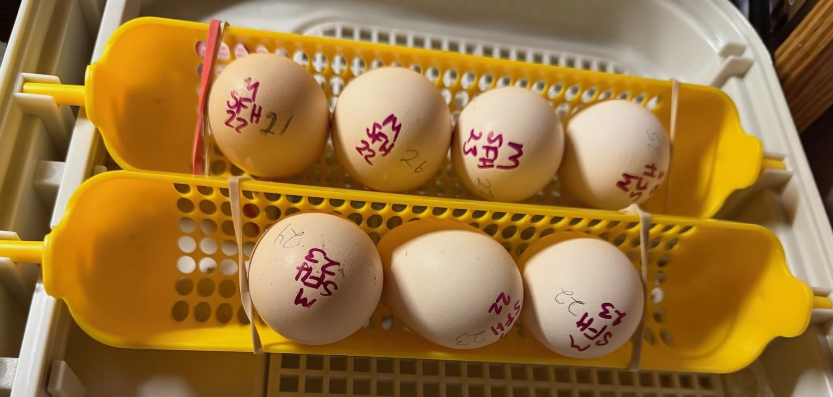 MATICOOPX 20 Egg Incubator with Humidity Display, Egg Candler, Automatic Egg Turner, for Hatching Chickens customer photo 2