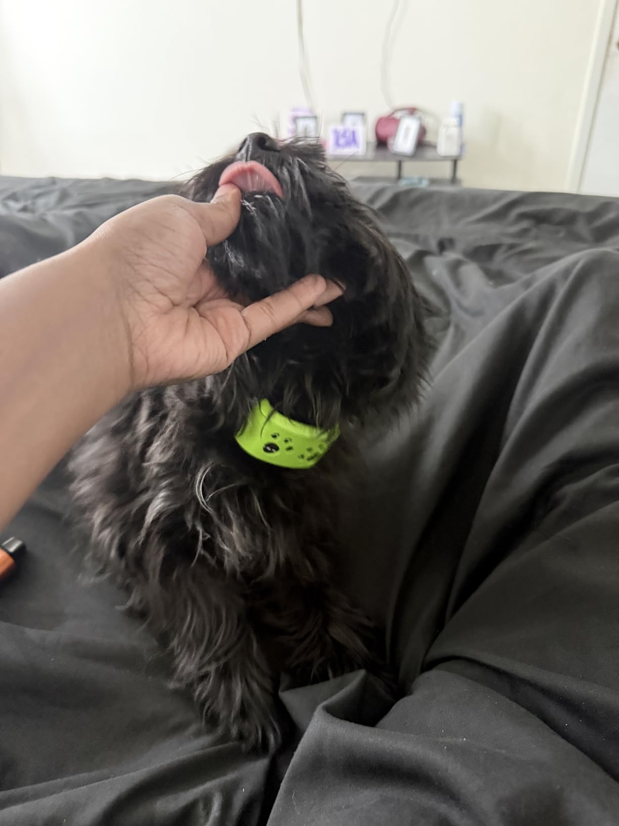 Dog Bark Collar, Svtrat Smart Anti Bark Collar for Small Medium Large Dogs | 7 Adjustable Sensitivity & 4 Humane Modes, Rechargeable Auto No Barking Training Collar for Dogs 8-120lbs, IP65 Waterproof customer photo 1