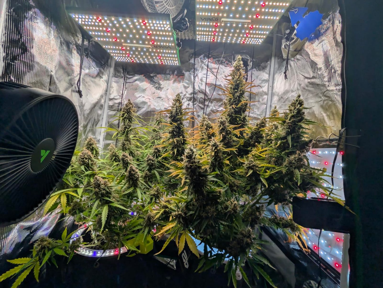 VIPARSPECTRA P700 70 Watt Grow Light, Dimmable Plant Light, LED Grow Lights for Indoor Plants | Full Spectrum Growing Lamp Seed Starting Seedlings Vegetable, 11000 Lumens Small Hanging for 2x2 Grow Tent customer photo 1