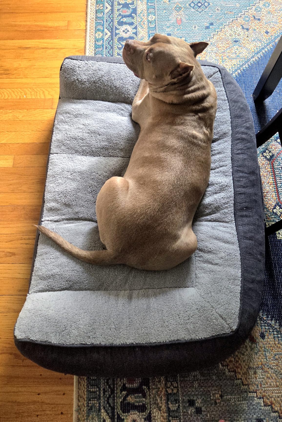 Bedsure SupportMax Extra Thick Orthopedic XL Dog Beds Large Sized Dog | 42