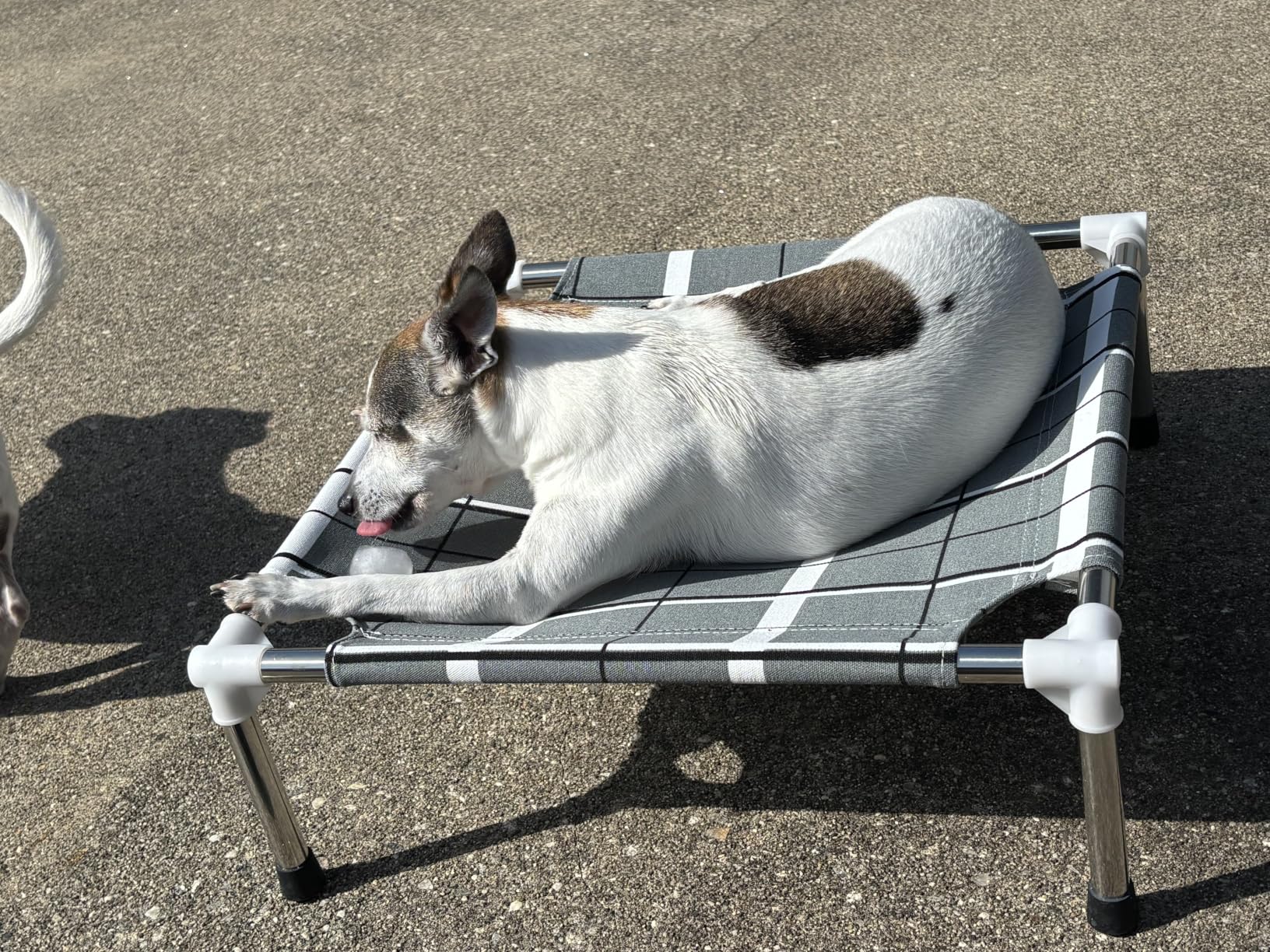 Elevated Dog Bed, Raised Cooling Lifted Dog Cot for Indoor & Outdoor, Cooling Breathable Outside Portable Dog Hammock Bed for Small Pet, Non-Slip Feet, Stainless Steel Frame customer photo 1