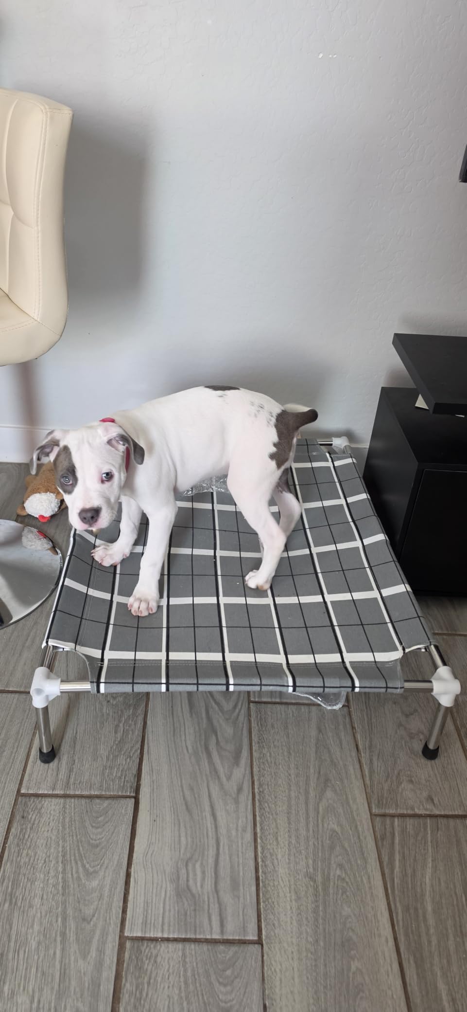 Elevated Dog Bed, Raised Cooling Lifted Dog Cot for Indoor & Outdoor, Cooling Breathable Outside Portable Dog Hammock Bed for Small Pet, Non-Slip Feet, Stainless Steel Frame customer photo 2