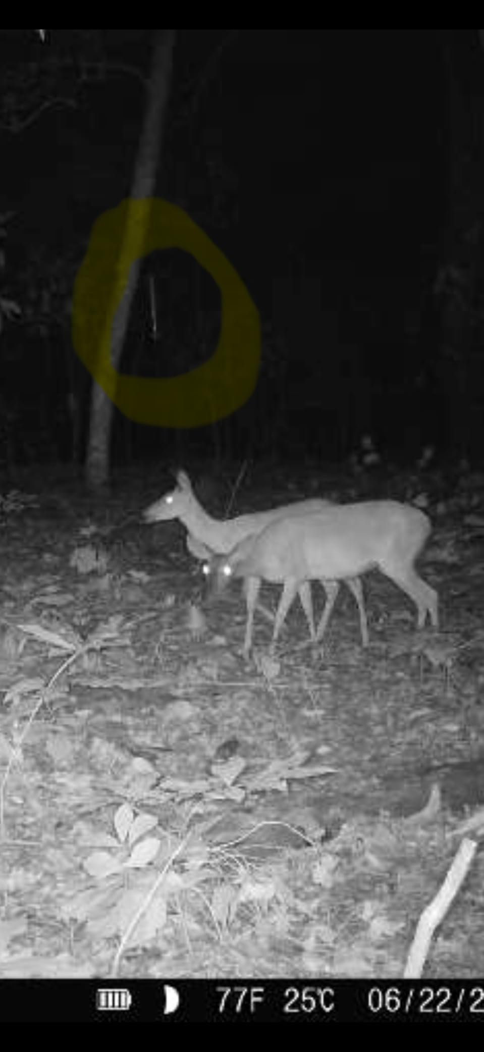 Moultrie All-in-One Hanging Deer Feeder - 30 Lb, Bluetooth App | Bluetooth App Control, pairs with Edge 3, collapsible design, easy setup, adjustable feed times, weatherproof hopper customer photo 2