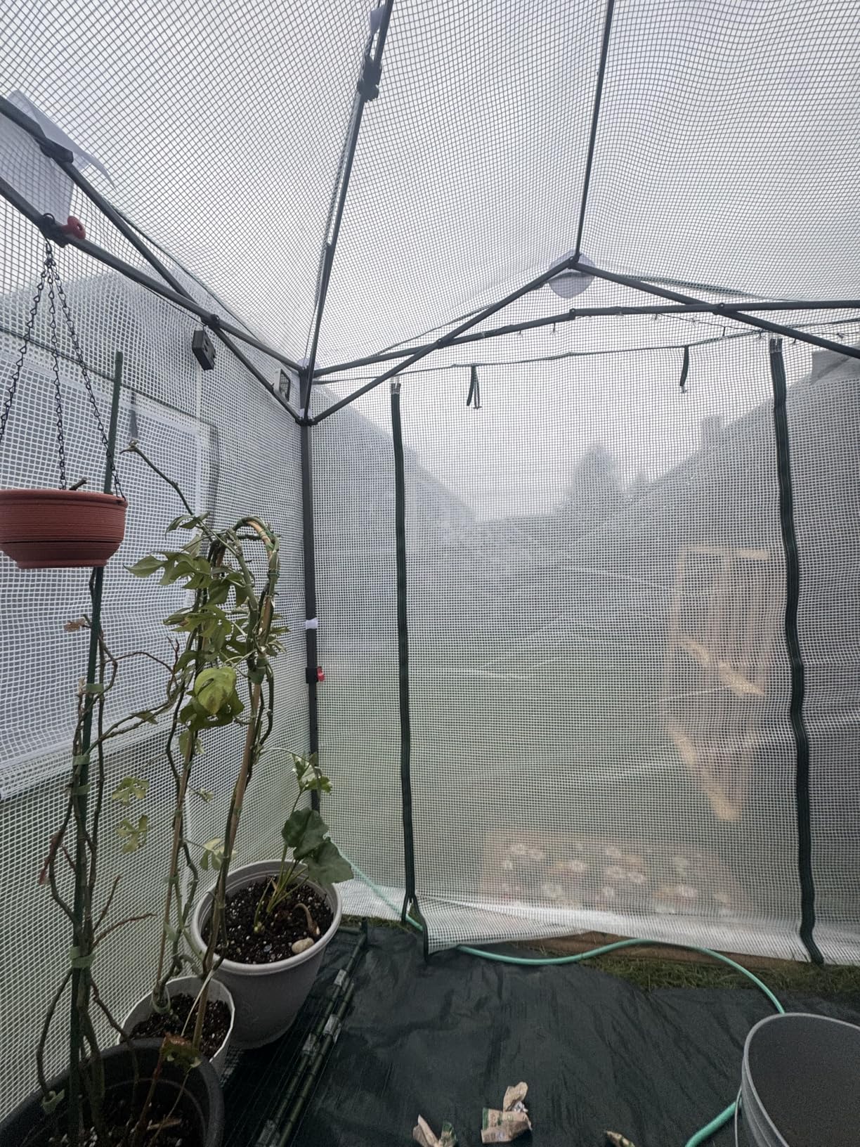 EAGLE PEAK 9x4 Easy Setup Pop Up Greenhouse, Lean-to Design, Clear/White | Walk-In Greenhouses for Outdoors, Green House for Winter Protection, Roll-Up Door & Mesh Windows, One Person Setup customer photo 2