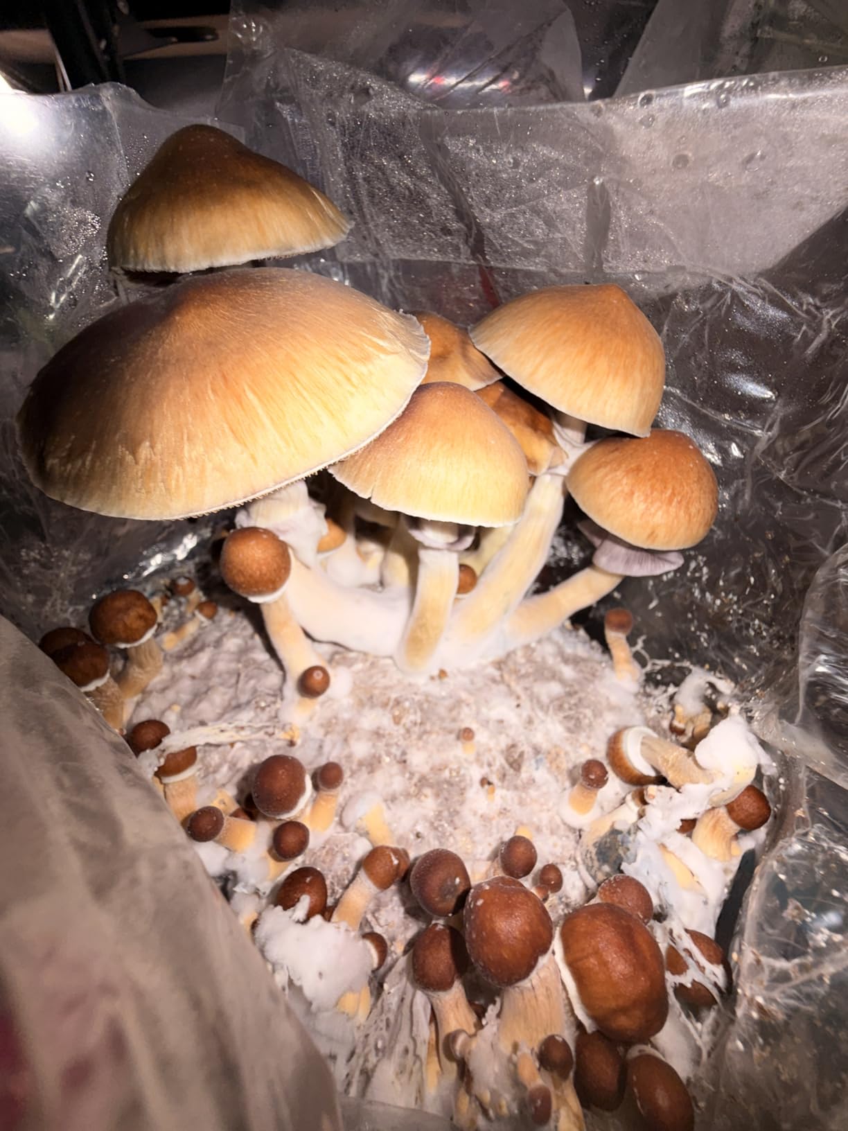 Mushroom Grow Kit, All-in-One 4LB Grow Bag with Self-Healing Port, Fast-Colonizing Universal Substrate, Multi-Flush High-Yield, USA Made customer photo 2