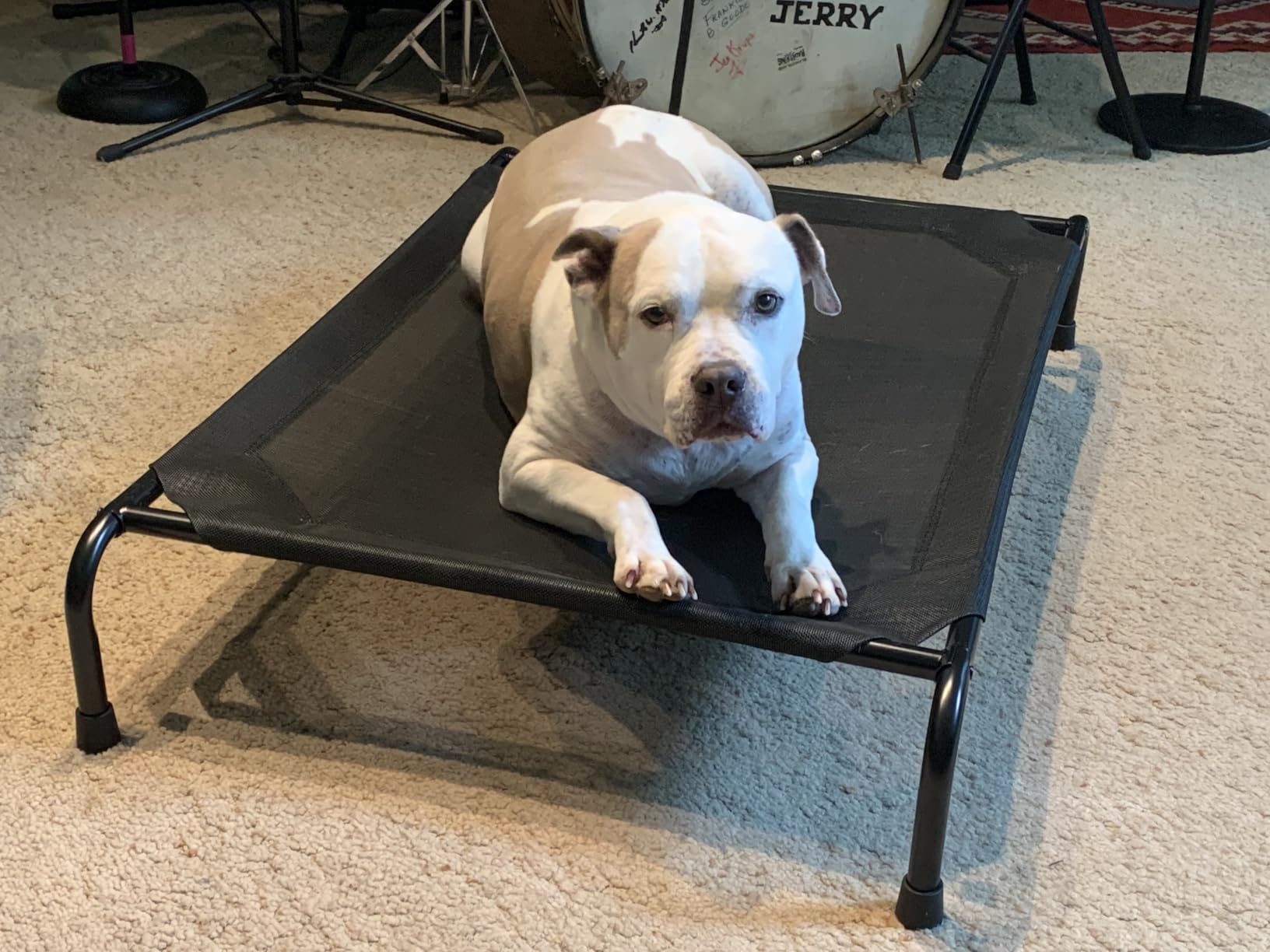 Ekisemio Elevated Dog Bed for Large Dogs, Waterproof XL Pet Cot with Breathable Mesh, Outdoor & Indoor Cooling Dog Bed, Raised Frame for Joint Support, Black customer photo 1