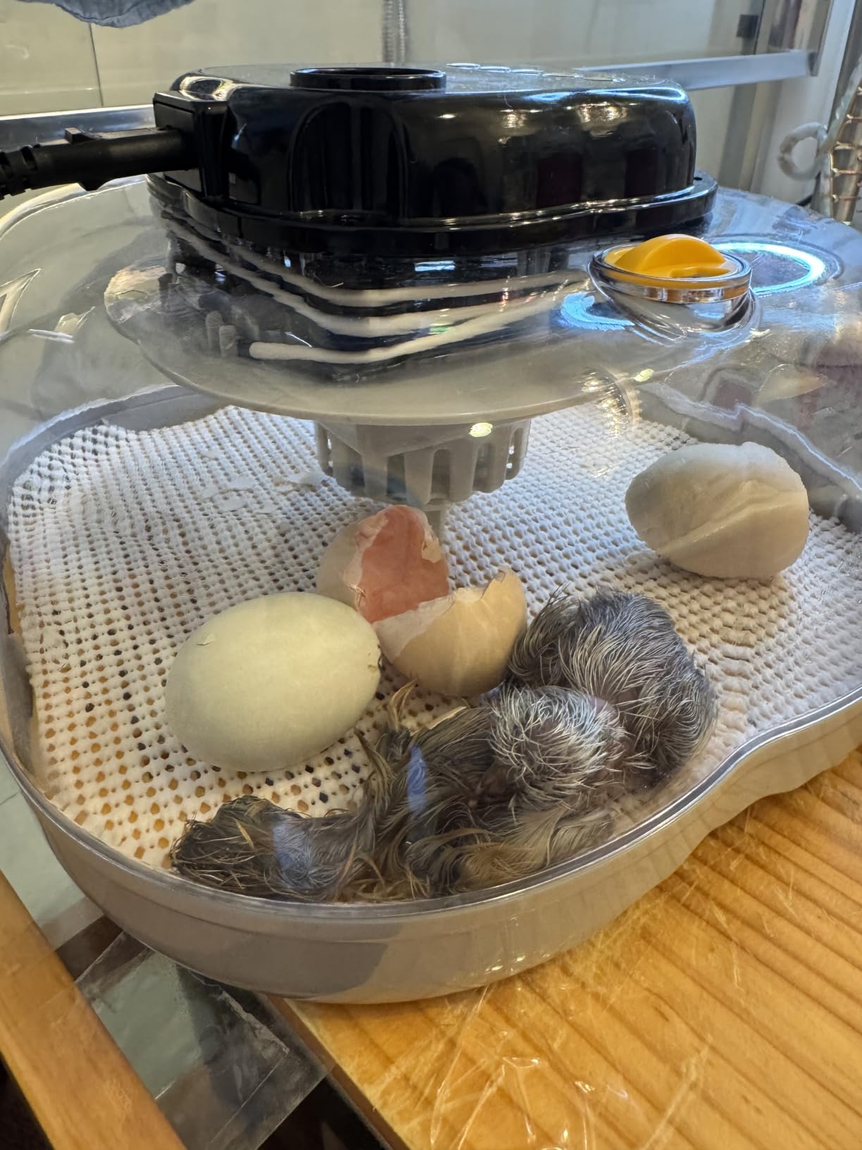 Chicken & Quail Egg Incubator, 12 Egg Incubators for Hatching Eggs, Two Egg Trays, Automatic Egg Turning with Auto Stop, Incubation Day & Period, Auto Refill, Egg Candler, Air Vent, 360° Clear View customer photo 2
