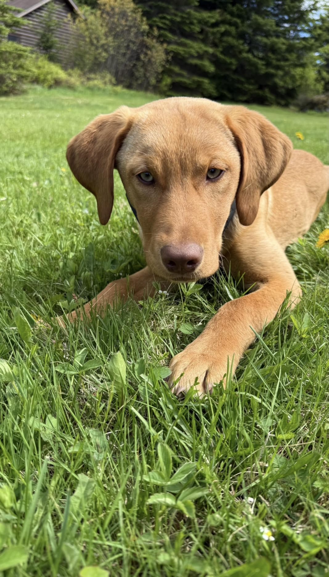 Nova GPS Dog Fence Collar, App-Controlled Wireless Fence | Wireless GPS dog fence collar with no subscription required for unlimited fences, any shape, any size, anywhere customer photo 2