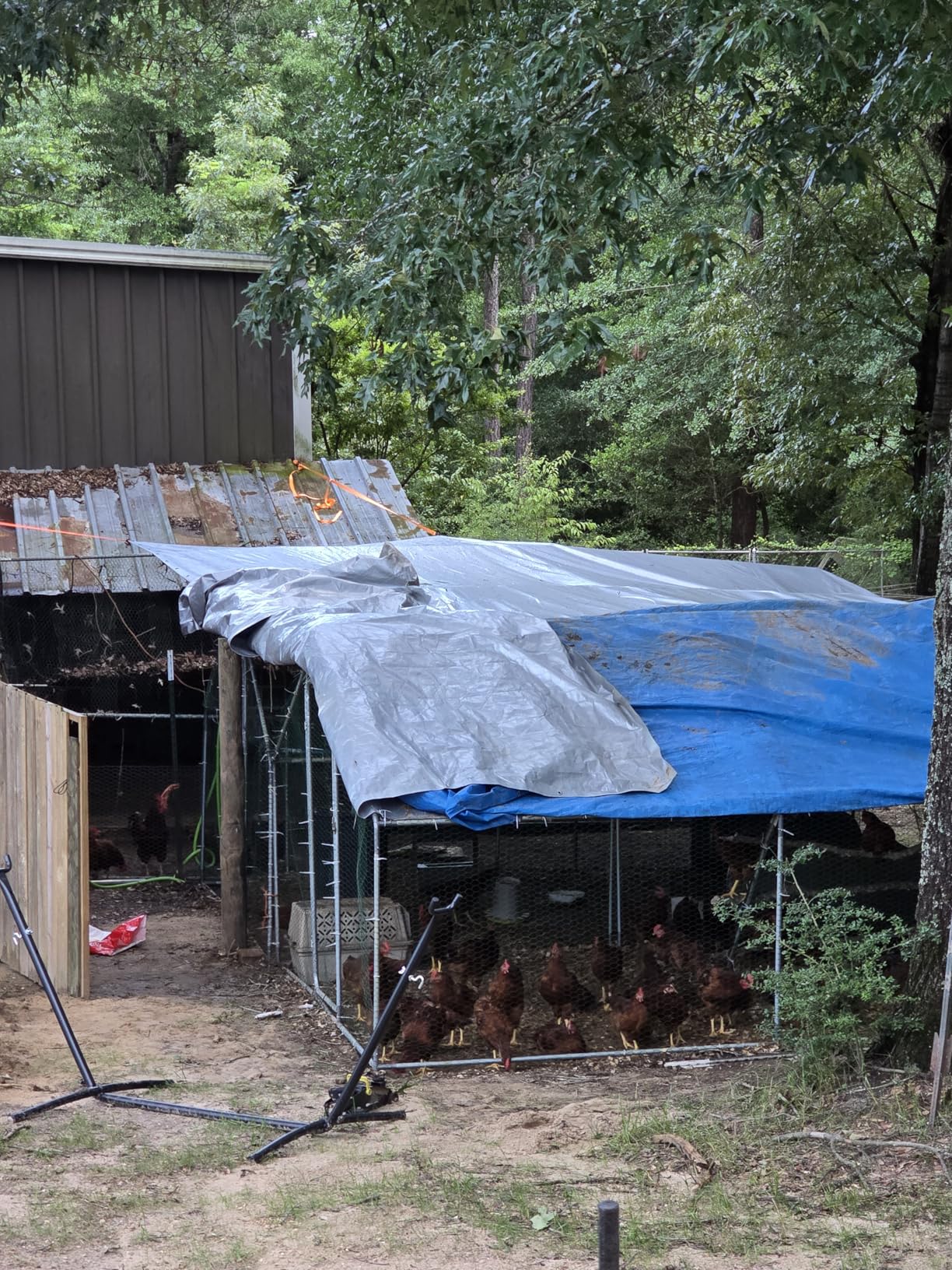COMHOMA 19.7x10x6.6FT Large Metal Chicken Coop Walk-in Poultry Run | Galvanized Steel Outdoor Cage with Waterproof Roof & Lockable Door. Ideal for Hens, Ducks, and Rabbits customer photo 1