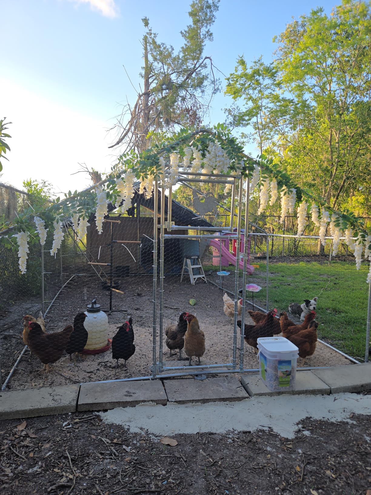 32×10 FT Extra Large Walk-in Chicken Coop, Spire Roof Chicken Run with Cover, Front & Rear Doors, Feeding Door, Roosting Ladder, Galvanized Steel Frame customer photo 2