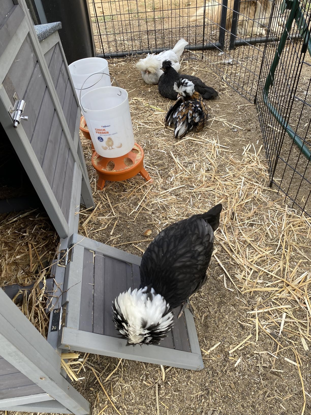 Aivituvin Extra Large Chicken Coop for 8-10 Chickens, Reinforced Outdoor Wooden Hen House with Run, 6 Nesting Boxes, Easy Clean Pull-Out Tray, Waterproof Asphalt Roof - Black, 118