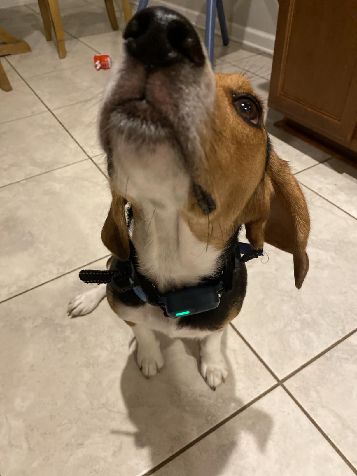 Dog Shock Collar - 4500FT Dog Training Collar with Remote for 10-120lbs Small Medium Large Dogs, IPX8 Waterproof Rechargeable Dog eCollar with Beep(1-8) Vibration(1-16) Safe Shock(0-99), No-Shock Mode customer photo 2