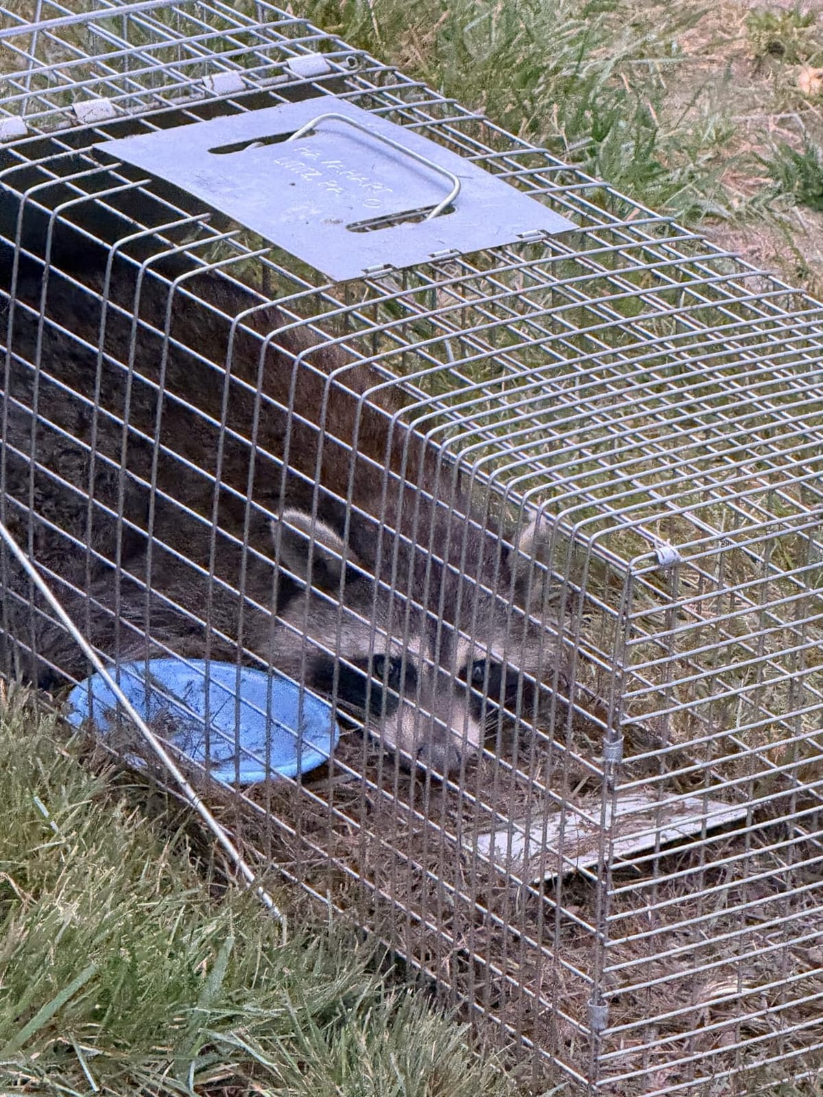 Havahart Large 1-Door Live Animal Trap for Raccoons, Cats, Bobcats, Beavers customer photo 1