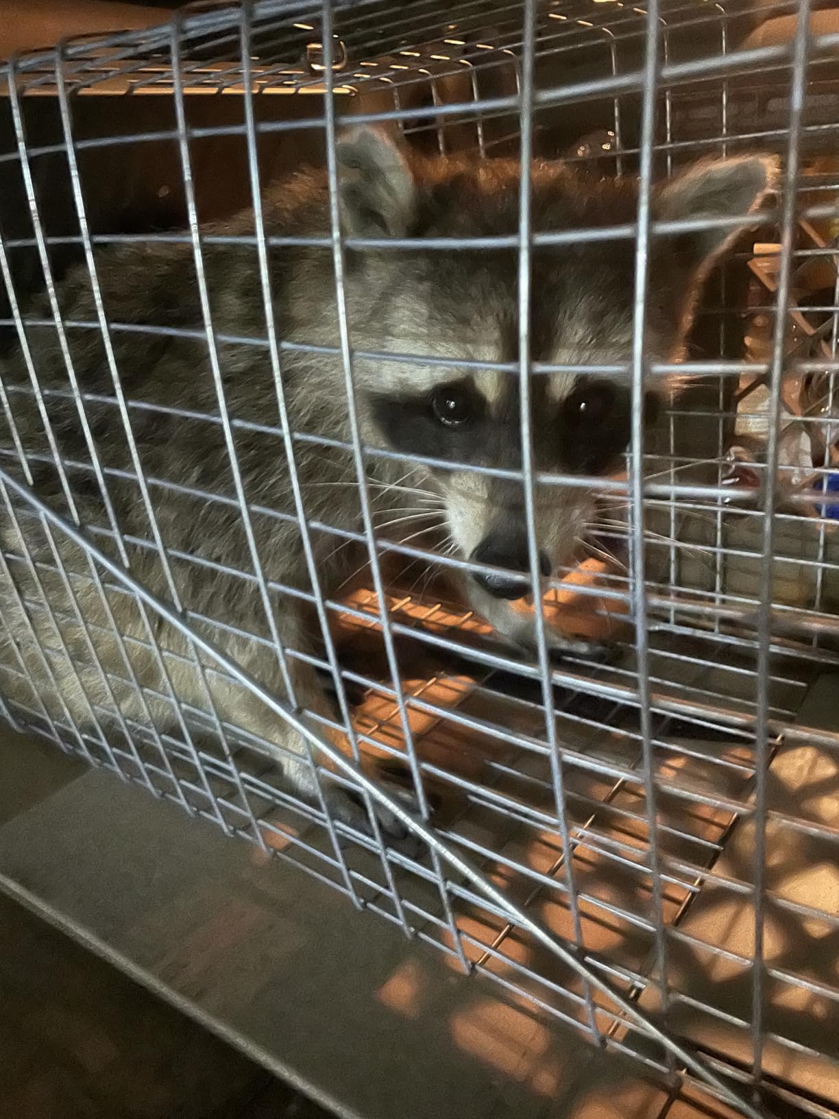 Havahart Large 1-Door Live Animal Trap for Raccoons, Cats, Bobcats, Beavers customer photo 2