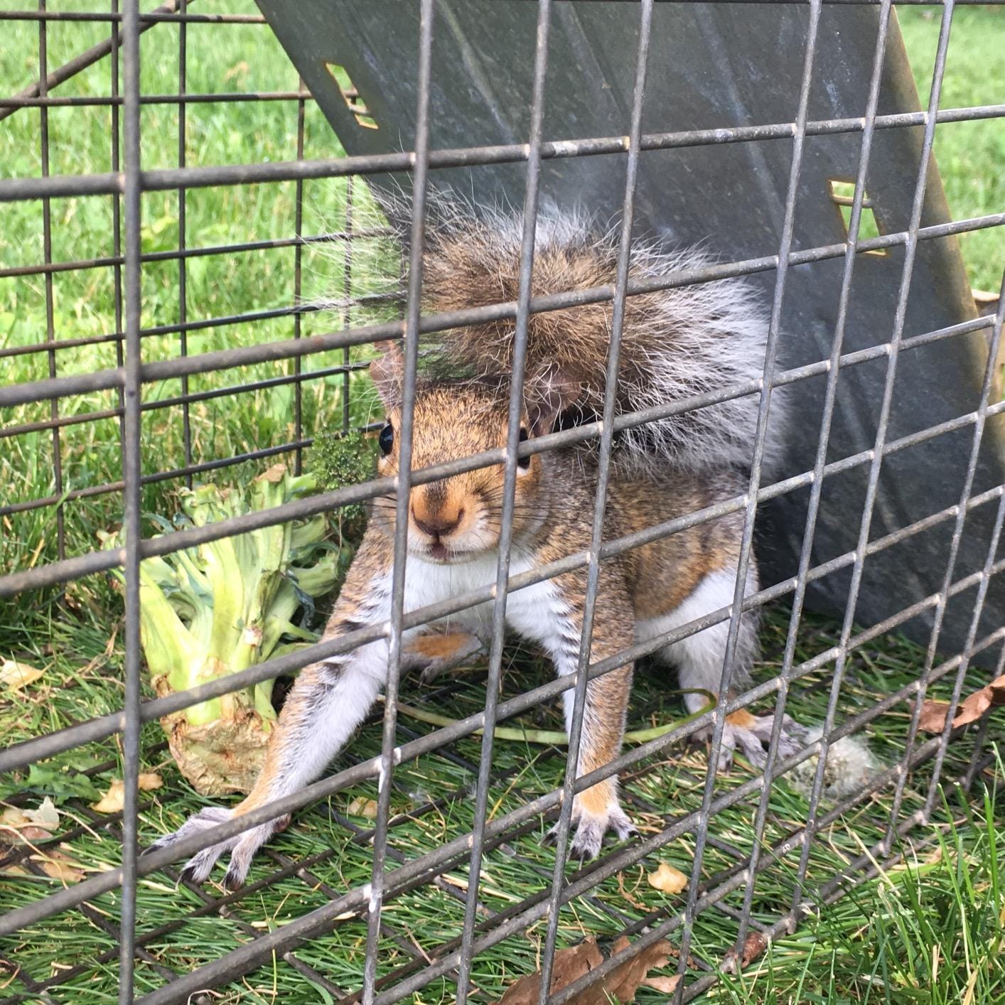 Havahart Large 2 Door Humane Catch and Release Live Animal Trap for Armadillos, Beavers, Bobcats, Small Dogs, Cats, Foxes, Groundhogs, Nutria, Opossums, Raccoons, Live Catch Trap for Stray Dogs 1045SR customer photo 1