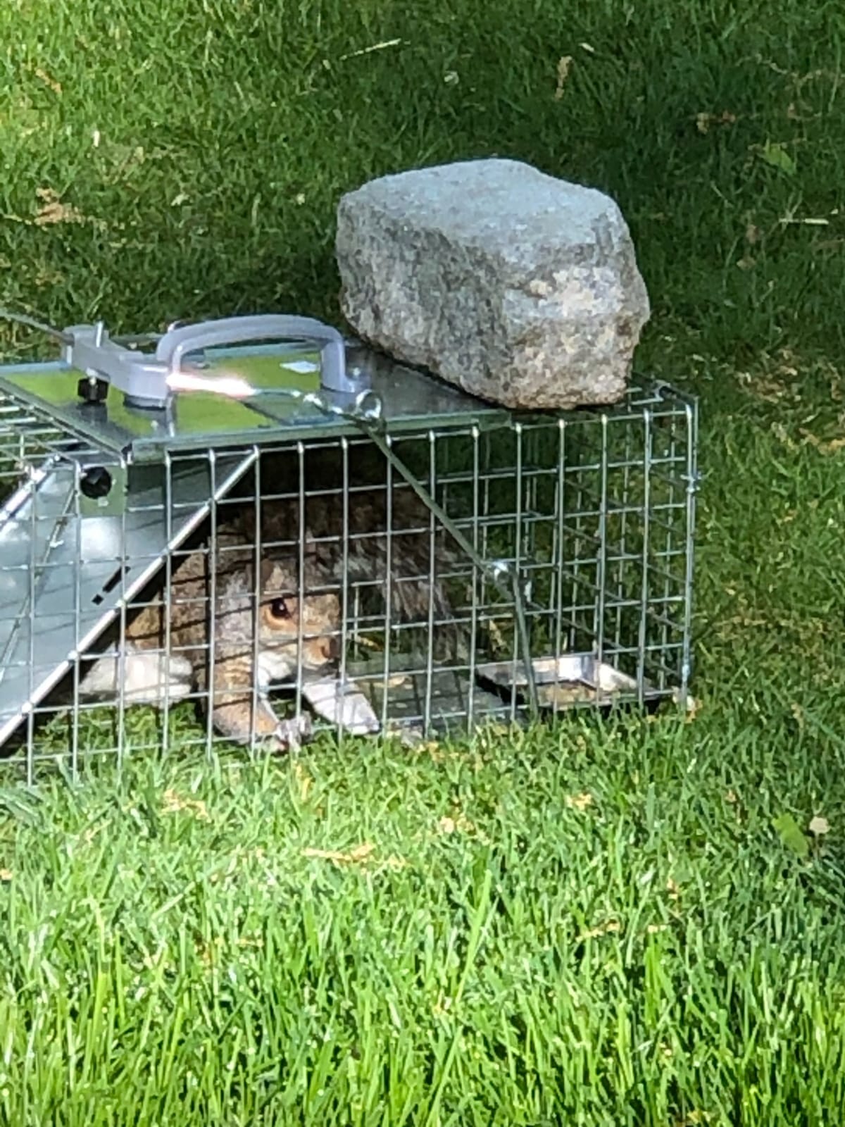 Havahart Easy-Set Catch and Release Small 1-Door Humane Live Animal Trap for Squirrels, Rabbits, Skunks, and Other Small Animals - 1083 customer photo 1