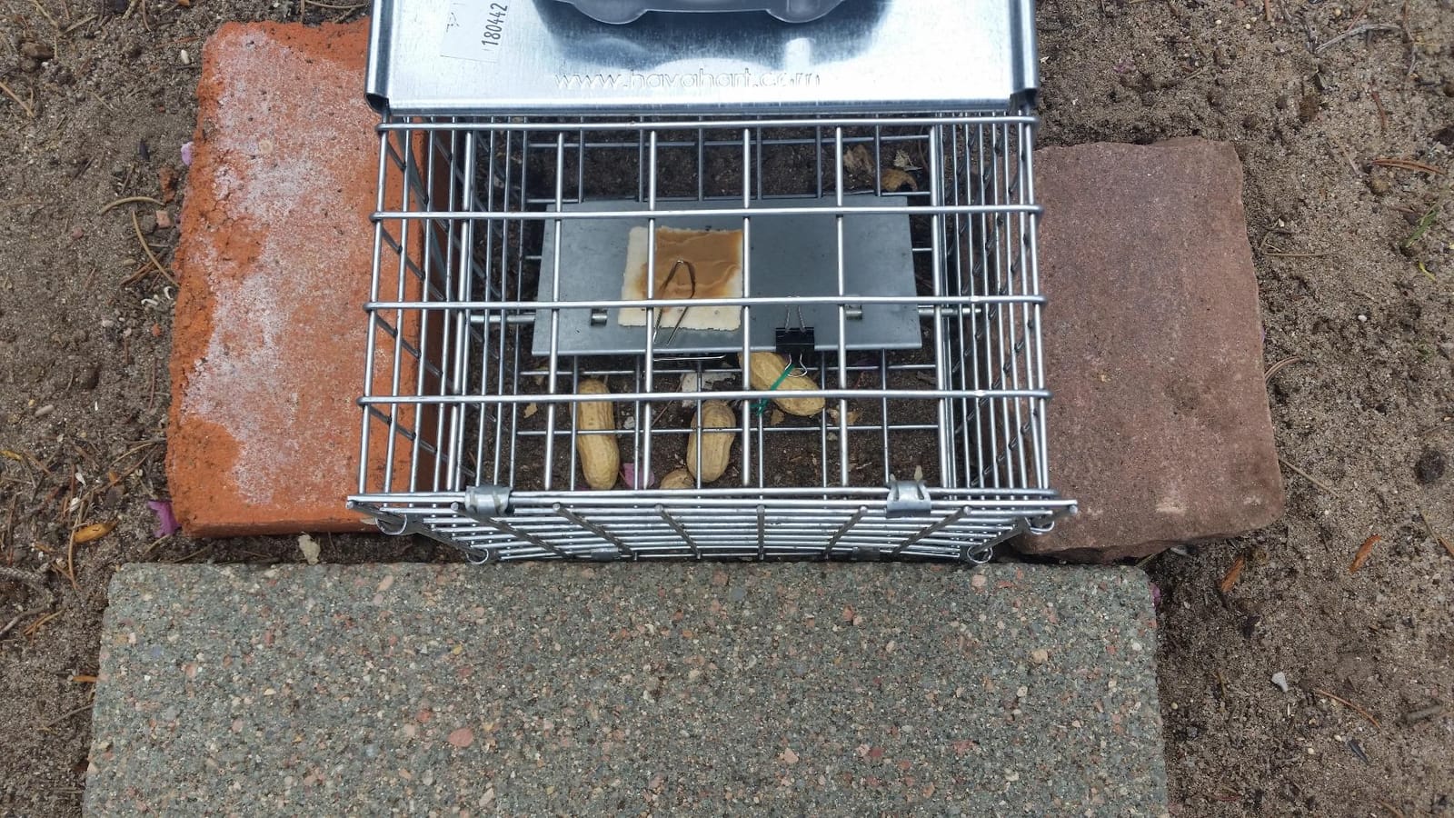Havahart Easy-Set Catch and Release Small 1-Door Humane Live Animal Trap for Squirrels, Rabbits, Skunks, and Other Small Animals - 1083 customer photo 2