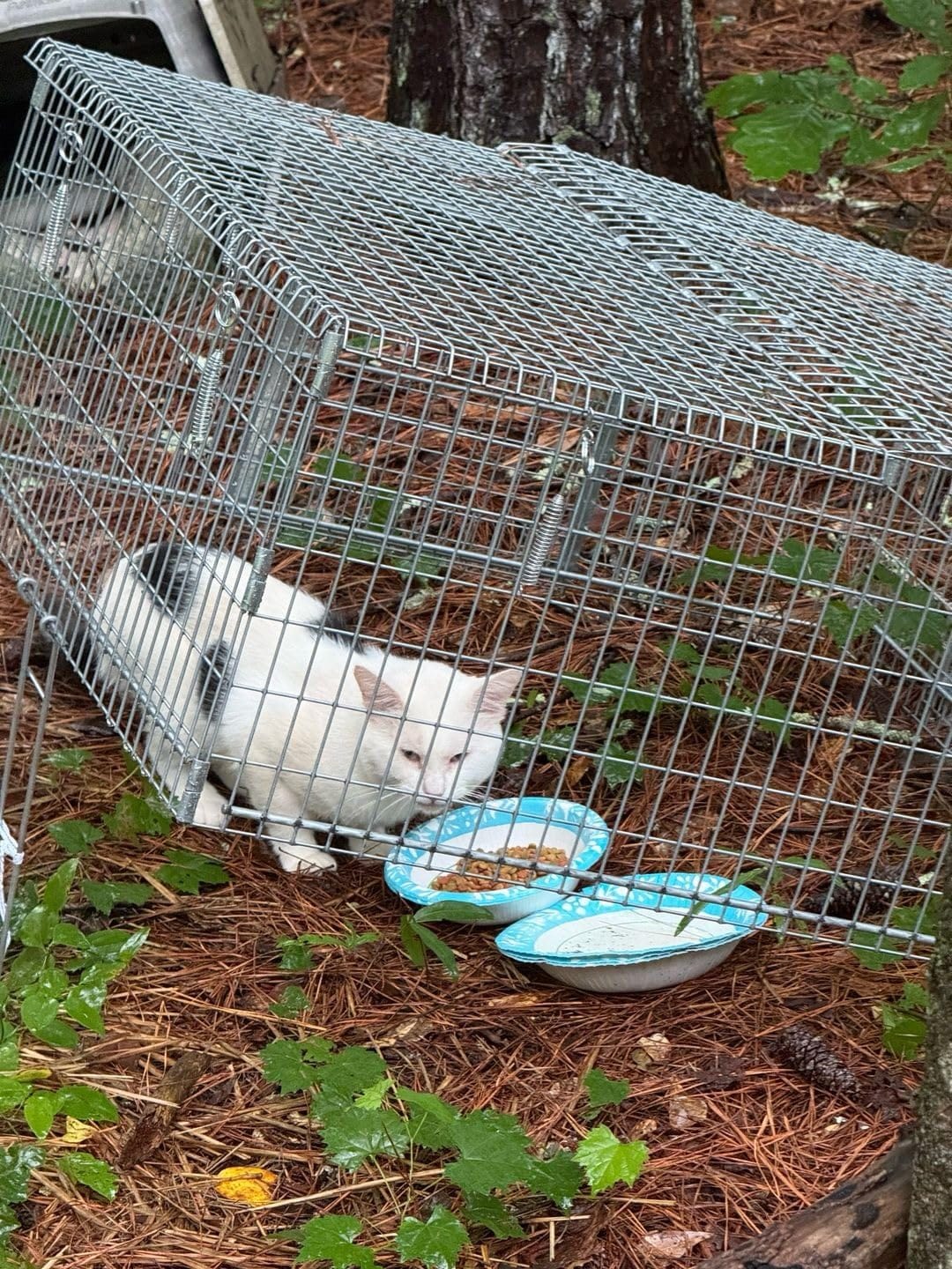 Tomahawk Live Trap - Model DT1 - Tomahawk TNR Series Neighborhood Cats Drop Trap - 36x36x14 Collapsible customer photo 2