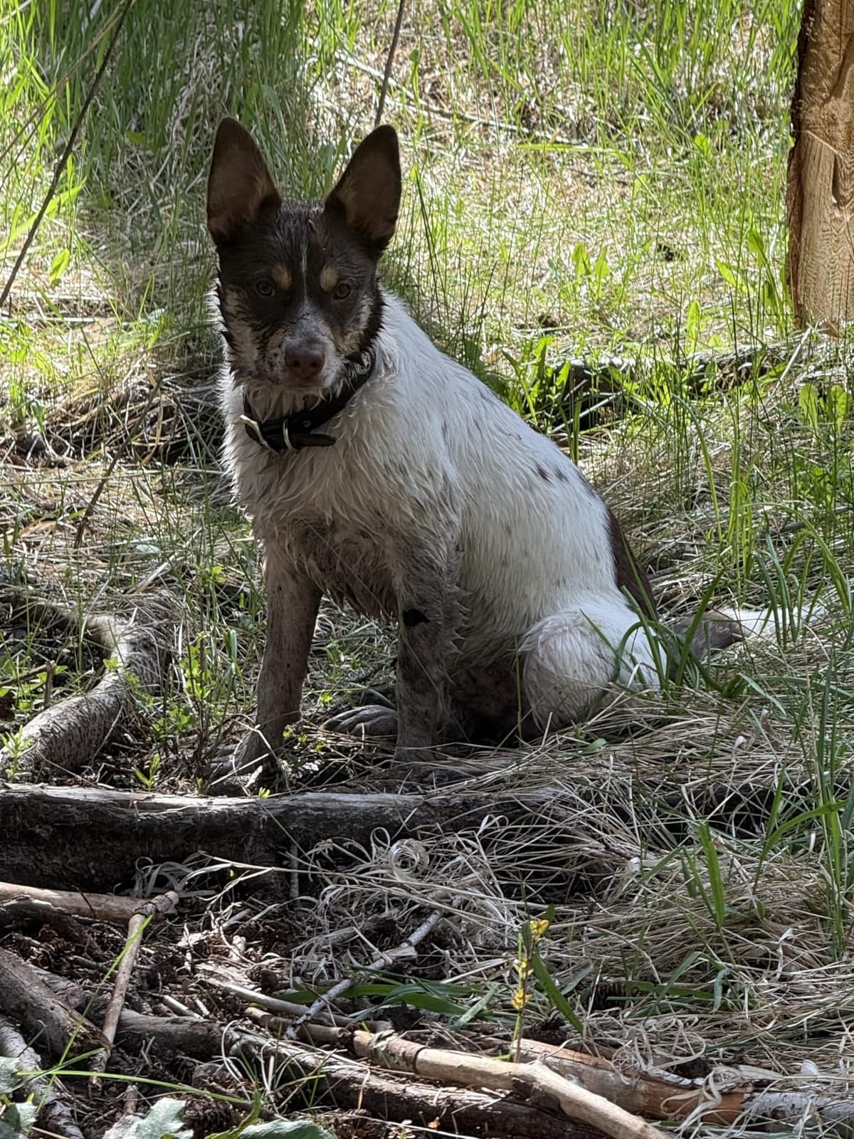 DogBone Shed Hunting Dog Training Kit – Train Your Puppy to Find Deer Antlers - Includes 2 oz Scent for Nosework & Flexible Floating Dummy for Retrieving - Perfect for Whitetail Hunters | Flexible antler shaped dog training dummy. 2 oz antler scent for nosework games. Find more whitetail deer antlers. customer photo 1