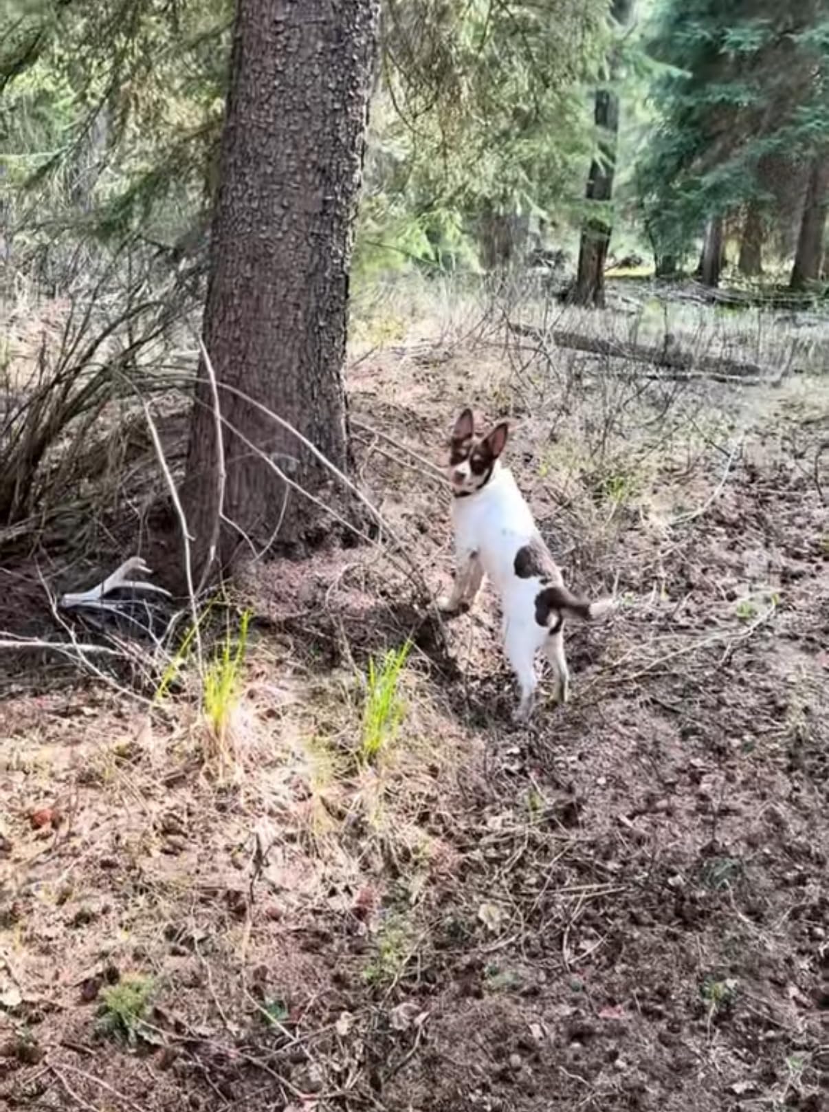 DogBone Shed Hunting Dog Training Kit – Train Your Puppy to Find Deer Antlers - Includes 2 oz Scent for Nosework & Flexible Floating Dummy for Retrieving - Perfect for Whitetail Hunters | Flexible antler shaped dog training dummy. 2 oz antler scent for nosework games. Find more whitetail deer antlers. customer photo 2