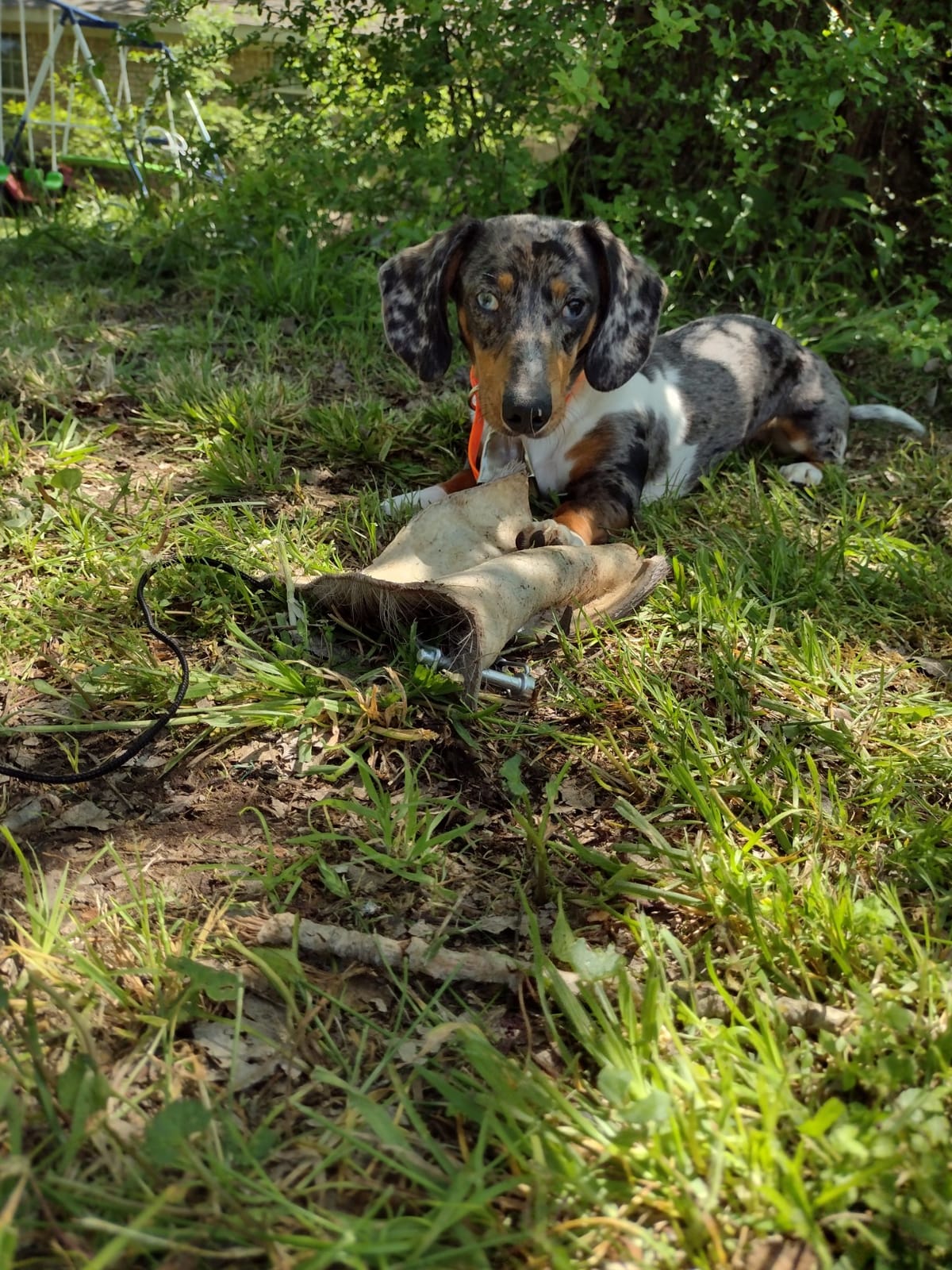 DogBone BloodTrail Scent for Tracking Dog Training | Dog Training Kit | Hunting Dog Accessories | Dog Scent Training Kit | Deer Hunting Accessories | Dog Training Tools | Scent Work Training for Dogs customer photo 2