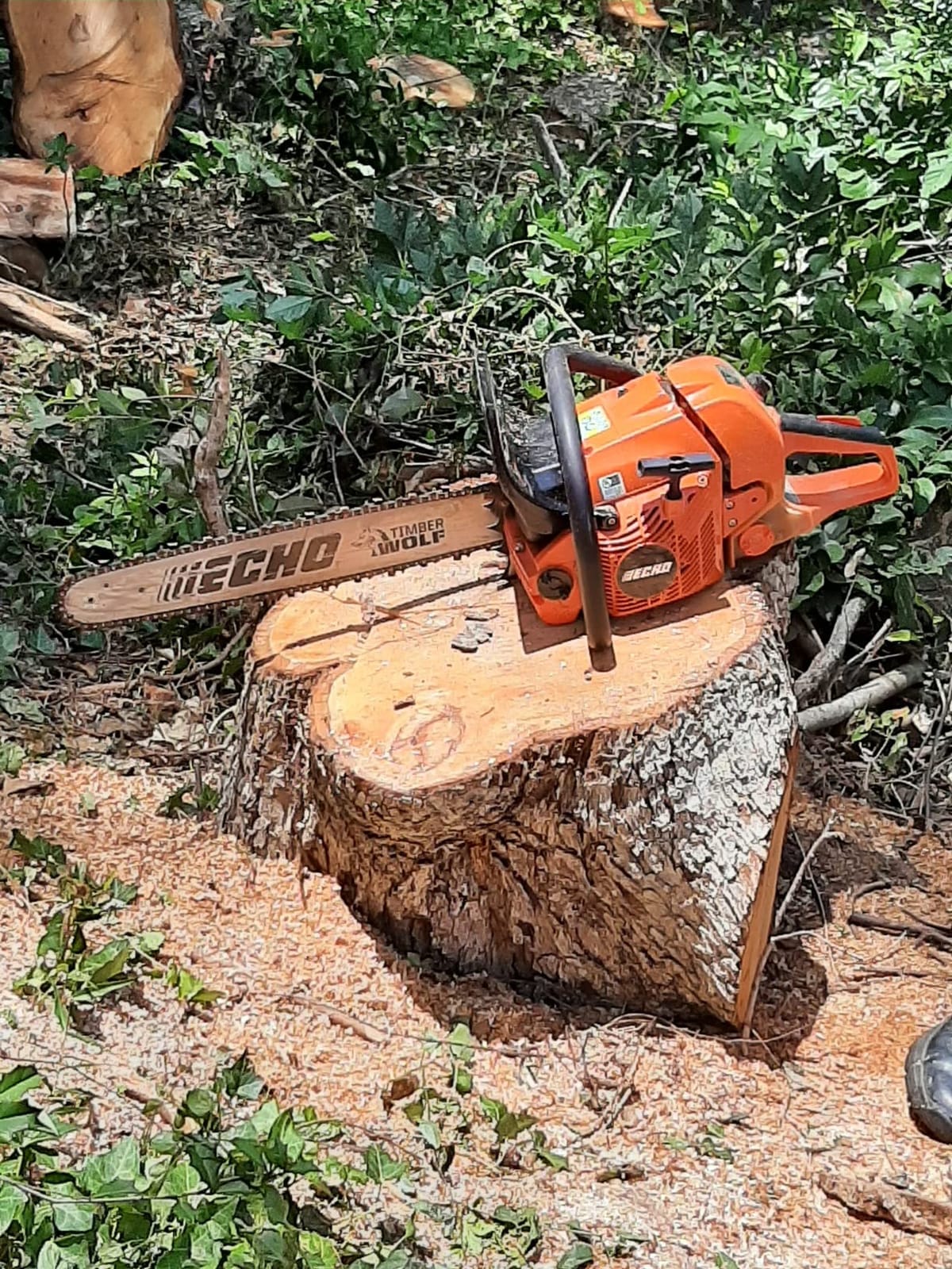 Echo CS-590-20AA 20 in. 59.8 cc Gas Chainsaw customer photo 1