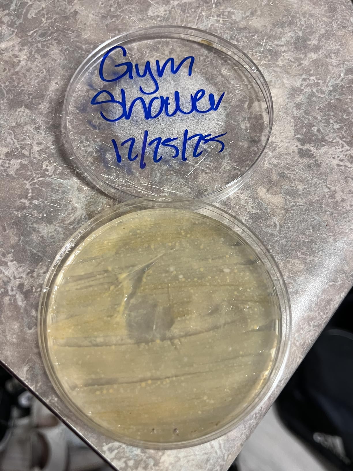 Evviva Sciences Microbiology Science Project Kit, Pre-Poured Agar Plates for Students, Agar Petri Dishes to Learn Microbiology, with Educational Experiment eBook customer photo 2