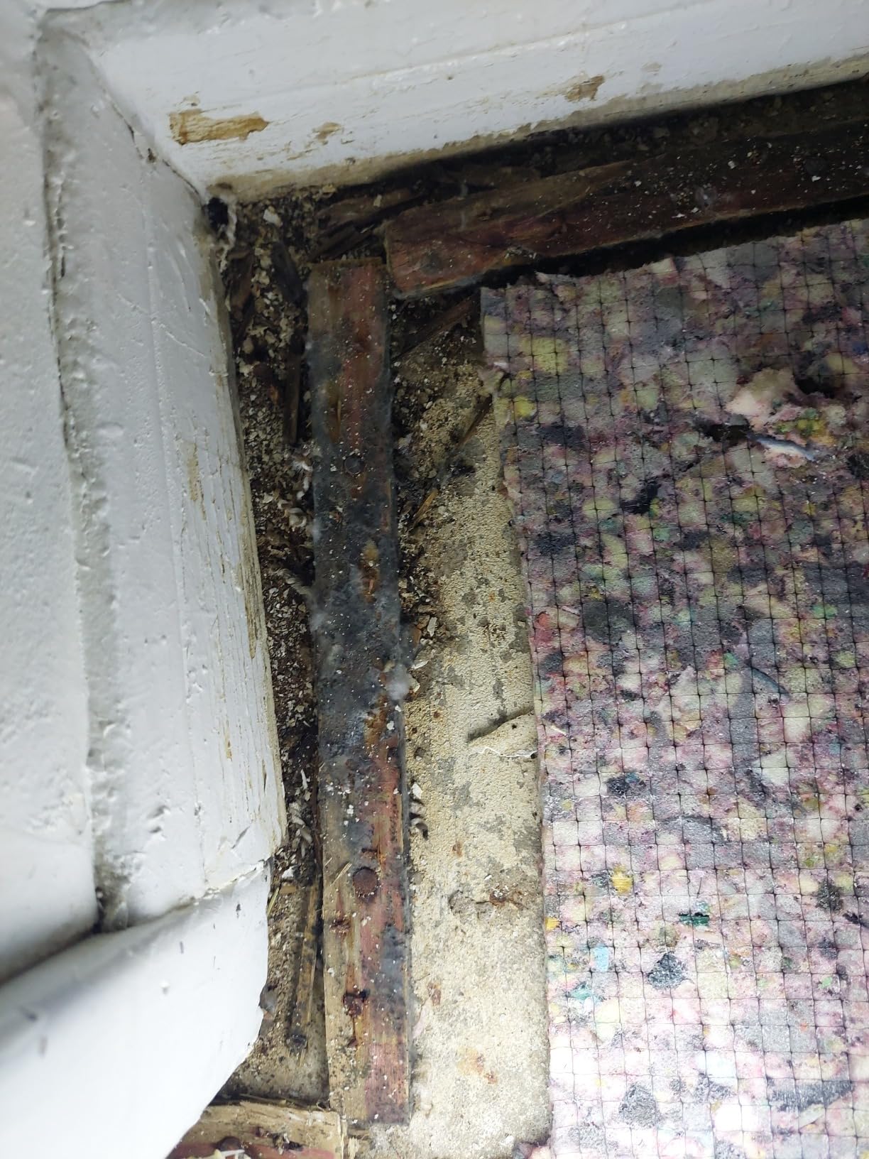 Mold Test Kit for Home - 3 DIY Tests - Mold Detection Kit with Lab Analysis & Expert Consultation - Easy & Accurate - Save vs Professional Inspectors - Not for Air Quality Testing customer photo 1