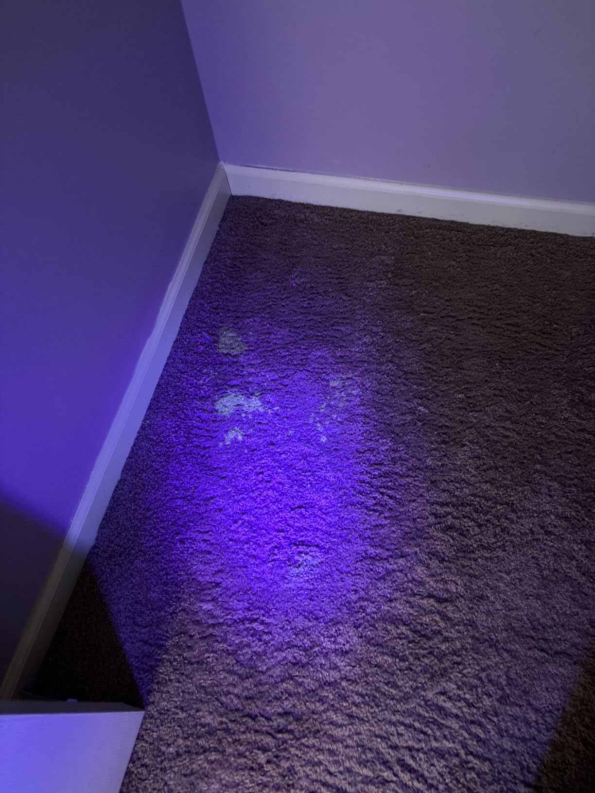 Vansky UV Flashlight Black Light, 51 LED Blacklight Pet Urine Detector for Dog/Cat Urine, Dry Stains, Bed Bug, Resin Curing, Scorpions Finder customer photo 1