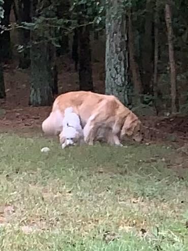 AKC Scent Work Travel Kit customer photo 1