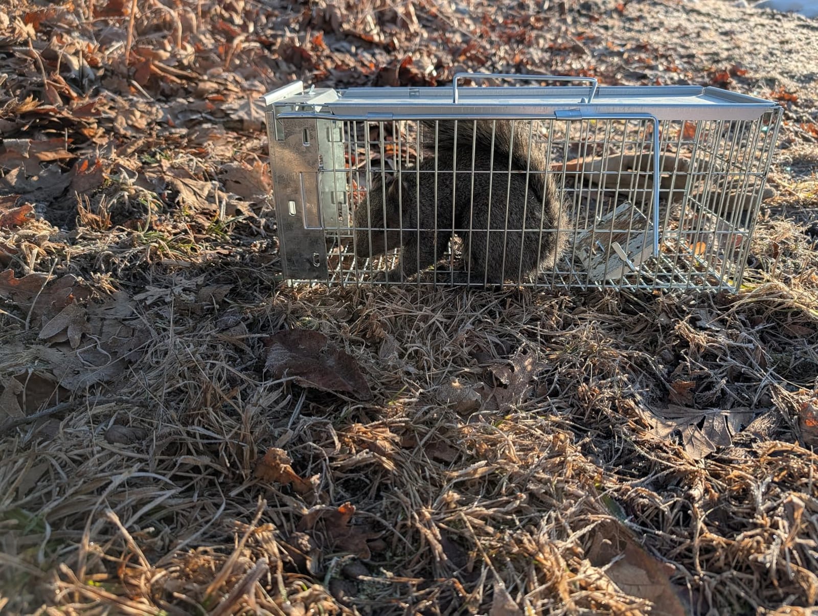 Faicuk Large Collapsible Humane Live Animal Cage Trap for Raccoon, Opossum, Stray Cat, Rabbit, Groundhog and Armadillo 32 x 11 x 13 Inch customer photo 1