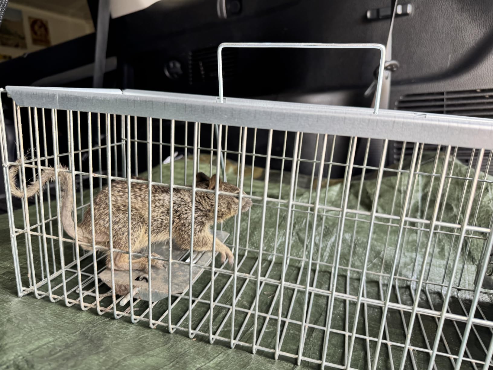 Faicuk Large Collapsible Humane Live Animal Cage Trap for Raccoon, Opossum, Stray Cat, Rabbit, Groundhog and Armadillo 32 x 11 x 13 Inch customer photo 2