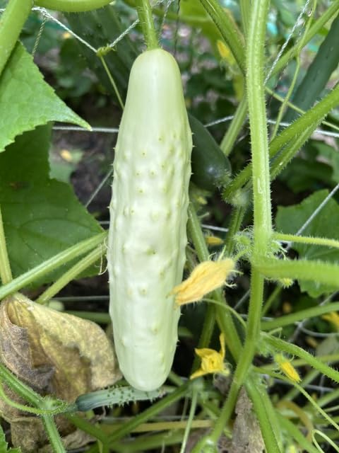 15 Culinary Herb Seeds - Heirloom & Non GMO - High Germination Rate - Seeds for Planting Indoor Hydroponic or Outdoor Herbs Garden | Gardening Gift Men Women Gardeners - Basil, Cilantro, Mint customer photo 2