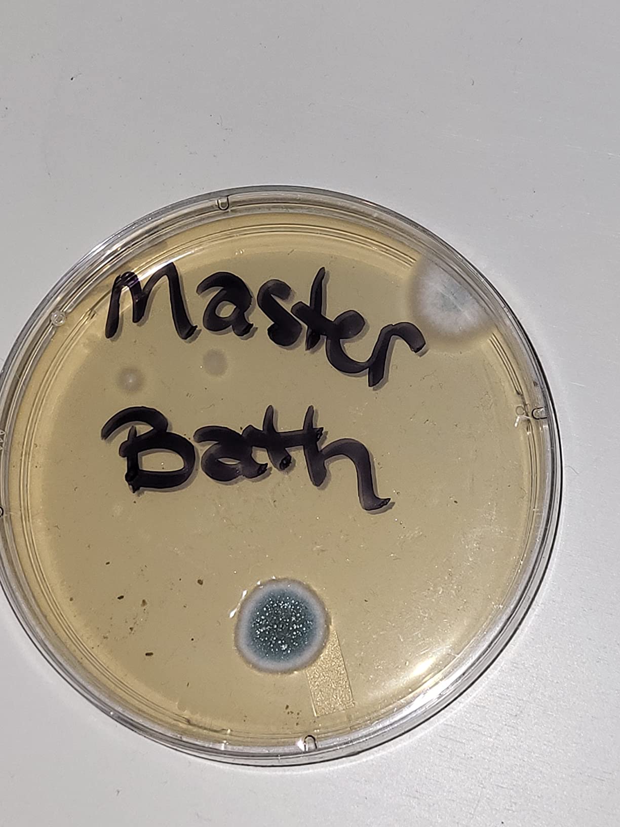 Mold Test Kit for Home by Evviva Sciences - Black Mold Test Kit w/Optional Lab Analysis (Extra Fee) - Mold Air Test Kit - 10 Easy Detection Tests for Indoor Air, HVAC & Surfaces - DIY Mold Detector customer photo 2