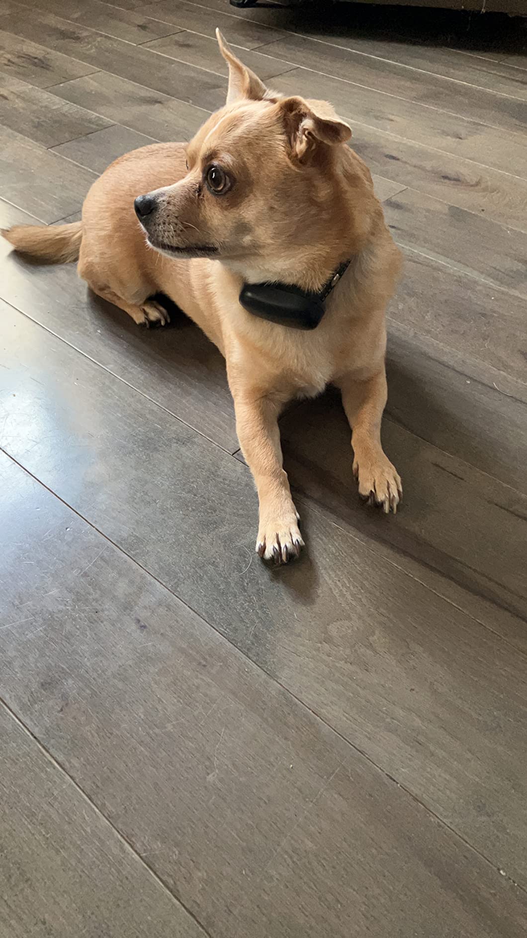 Dog Shock Collar, Electric Dog Training Collar with Remote & 4-Channels customer photo 2