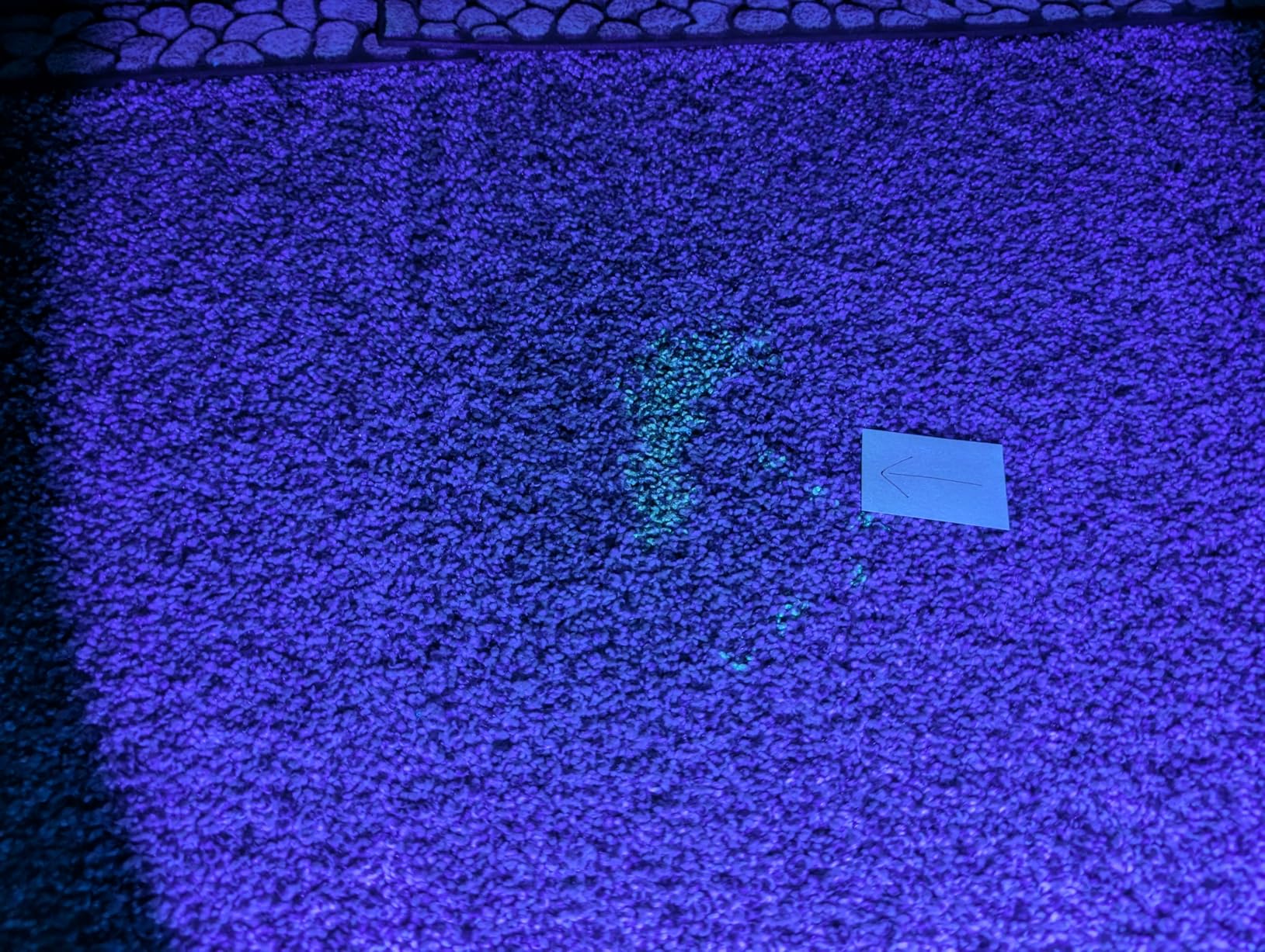 UV Flashlight Black Light, 365nm 395nm Dual Ultraviolet Flashlights customer photo 1