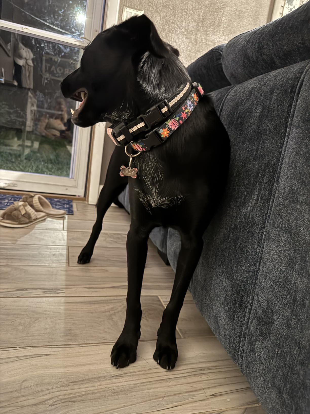 PIOUNS Shock Collar for Dogs, Dog Training Collar with Remote, 3 Modes customer photo 2