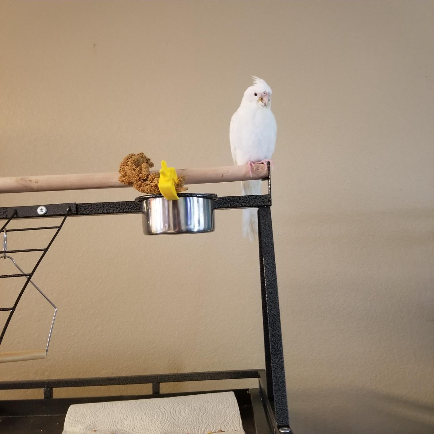SUPER DEAL PRO 61-inch 2in1 Large Bird Cage with Rolling Stand Playtop Parrot Chinchilla Finch Cage Macaw Conure Cockatiel Cockatoo Pet House Wrought Iron Birdcage, White customer photo 2
