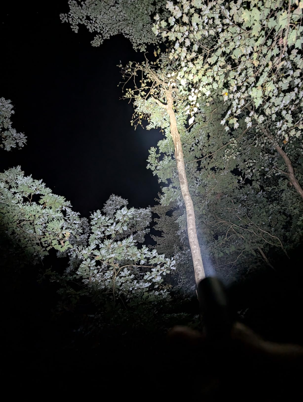 Nitecore MT2A Pro EDC Flashlight, 1000 Lumens, 279 Yard Beam, USB-C Rechargeable, Dual Power Compatibility, Compact Waterproof Slim Penlight, Including NitecoreS Sticker customer photo 1
