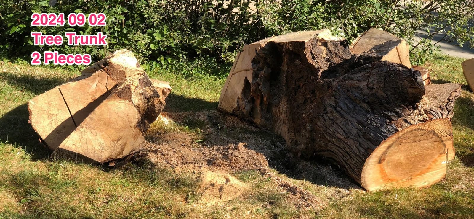 EGO POWER+ Chain Saw, 20