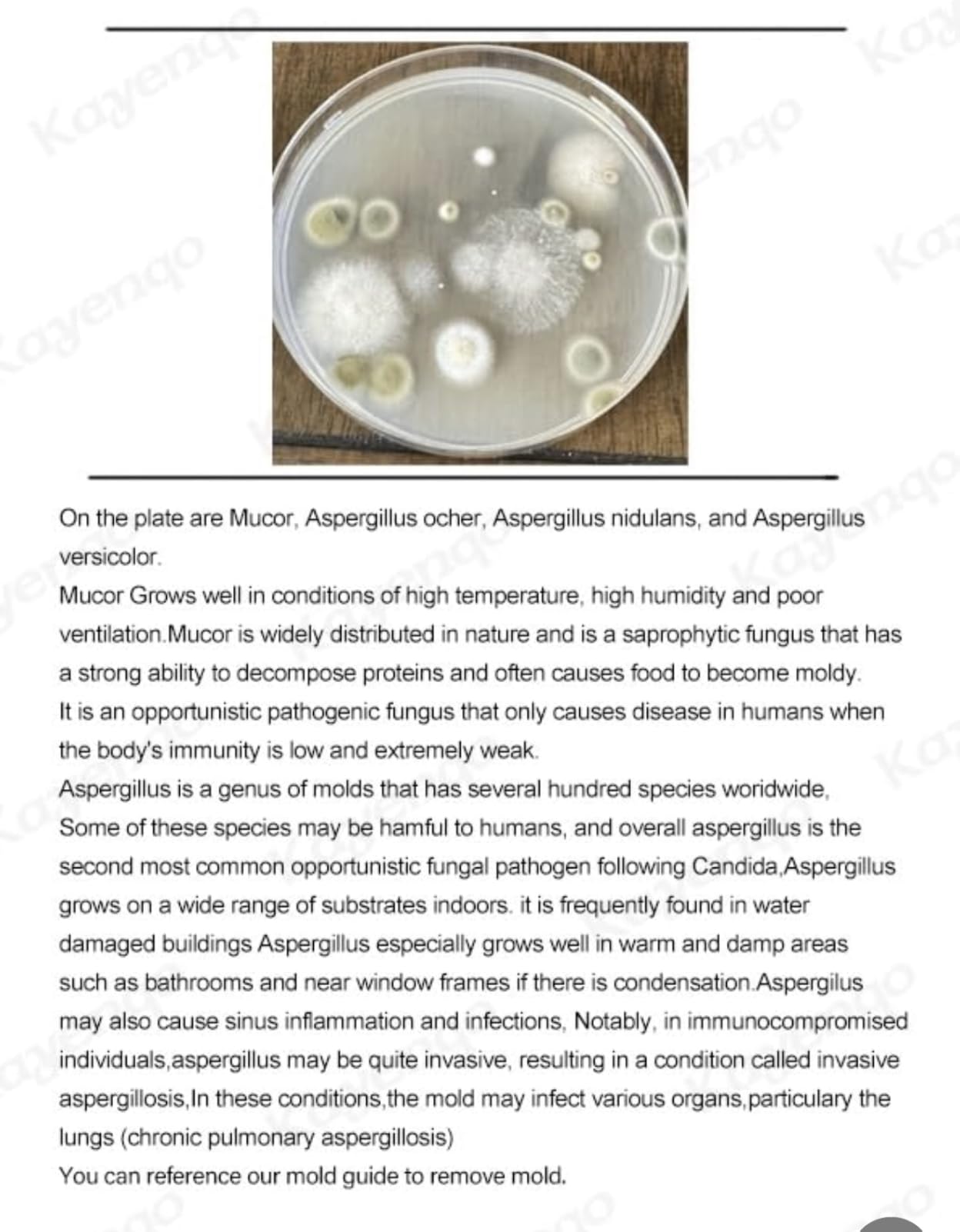 Mold Test Kit for Home - 12 Simple Detection Tests,Test HVAC System,Home Surfaces,& Indoor Air Quality Testing Kits,DIY Mold Detector at Home,Includes Detailed Mold Identification Guide,air Tester customer photo 2