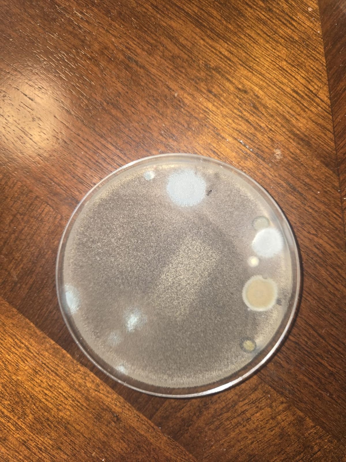Mold Test Kit for Home -DIY Mold Testing Kit with 8 Individual Tests-Black Mold Detector-Indoor Air Quality Tester-Mold Identification Guide-Free Lab Analysis-Fast and Reliable Mold Detector at Home customer photo 2