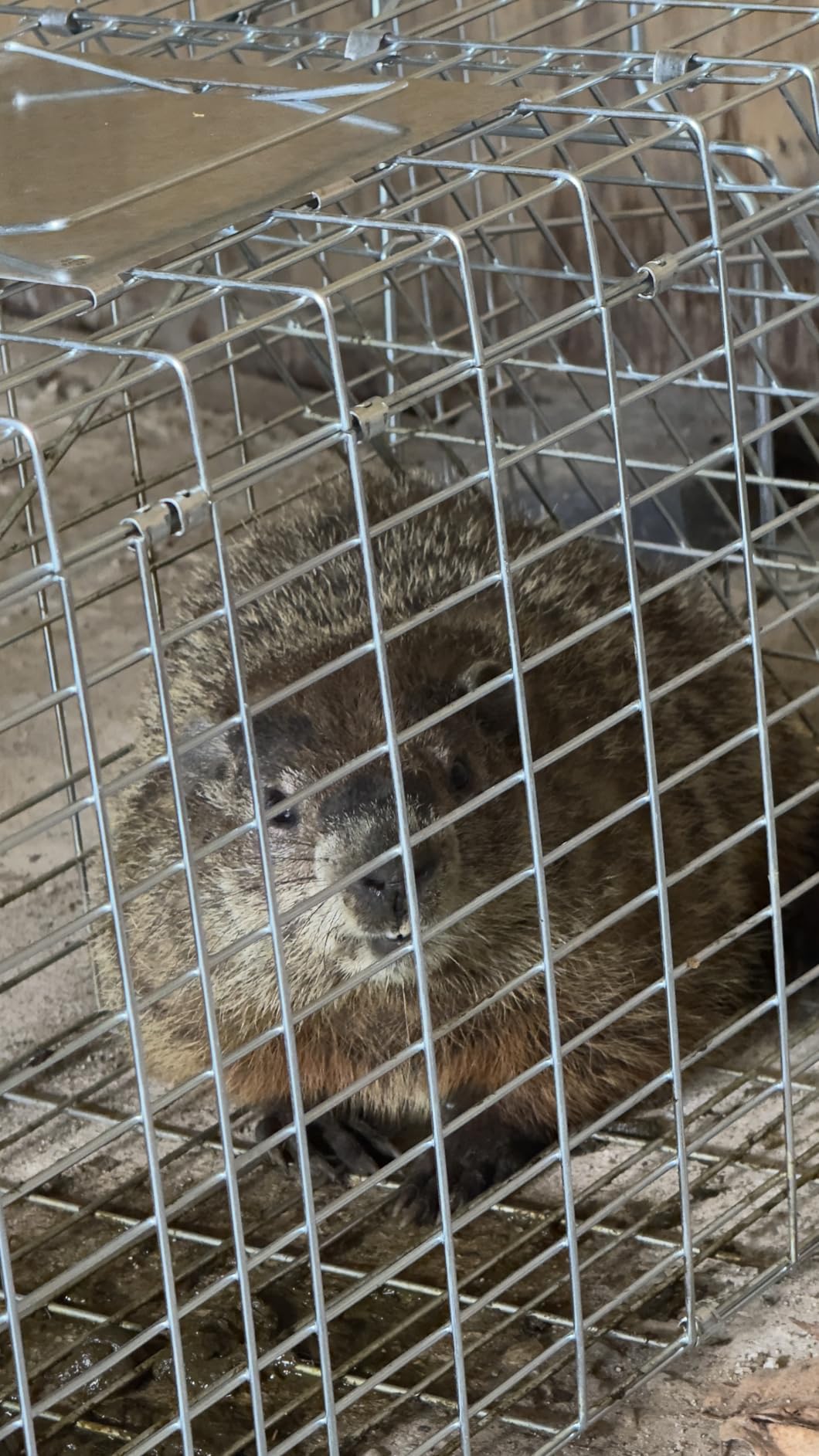 Live Animal Trap Cage with Cover, 42