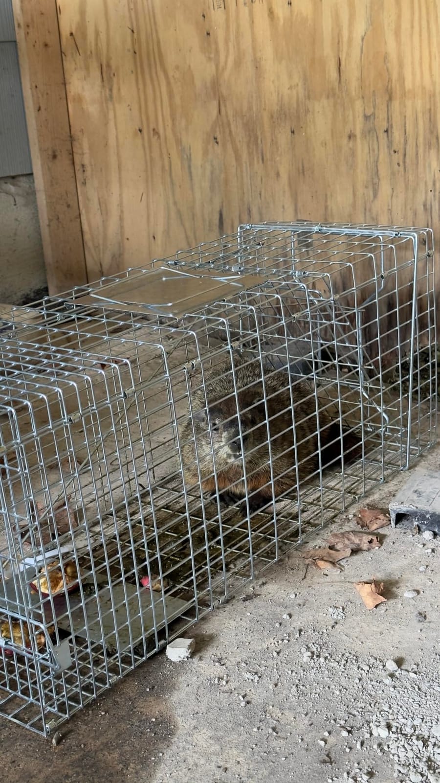 Live Animal Trap Cage with Cover, 42