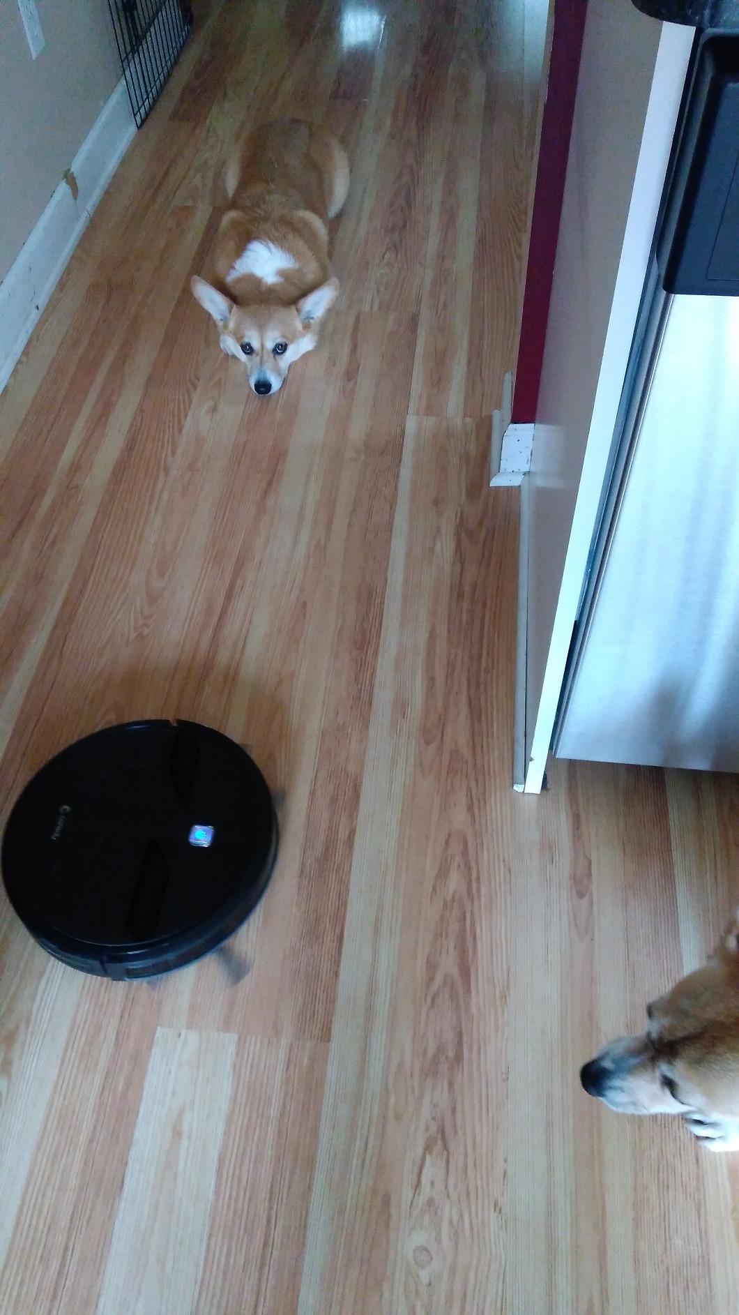 iMartine Robot Vacuum and Mop Combo, Strong Suction, 2-in-1 Dust Box and Water Tank, Works with Alexa/Google Assistant, Long Runtime, Schedule, Quiet, Ideal for Hard Floors, Low-Pile Carpets and Pets customer photo 2