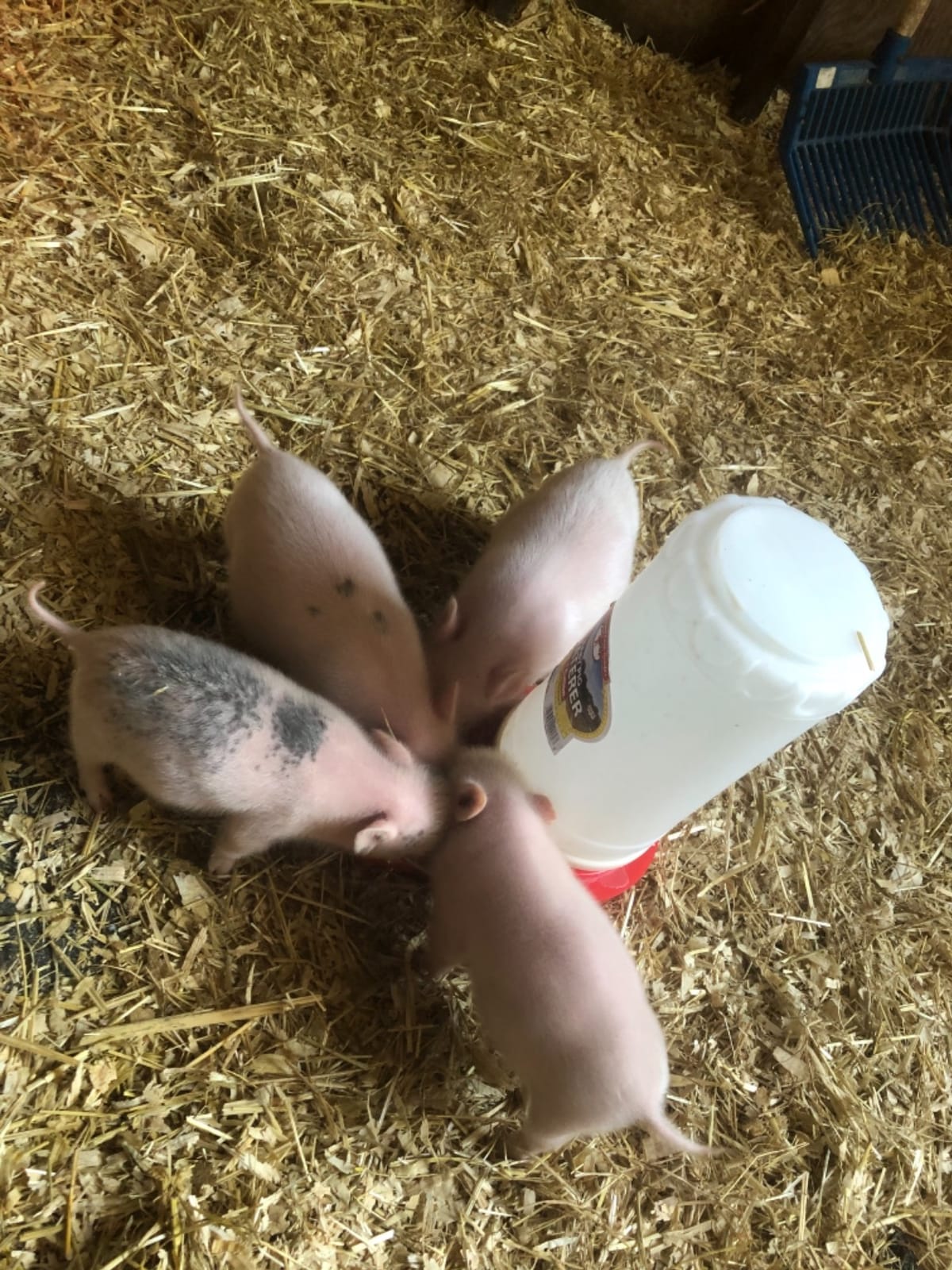Little Giant® Piglet Waterer | Baby Pig Waterer | Piglet Watering System | 1 Gallon customer photo 1